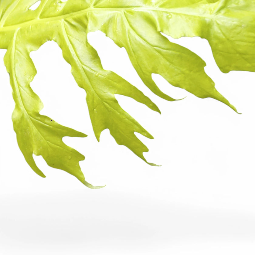 Philodendron warszewiczii 'Flavum' ('Aurea') leaf close-up on white background.
