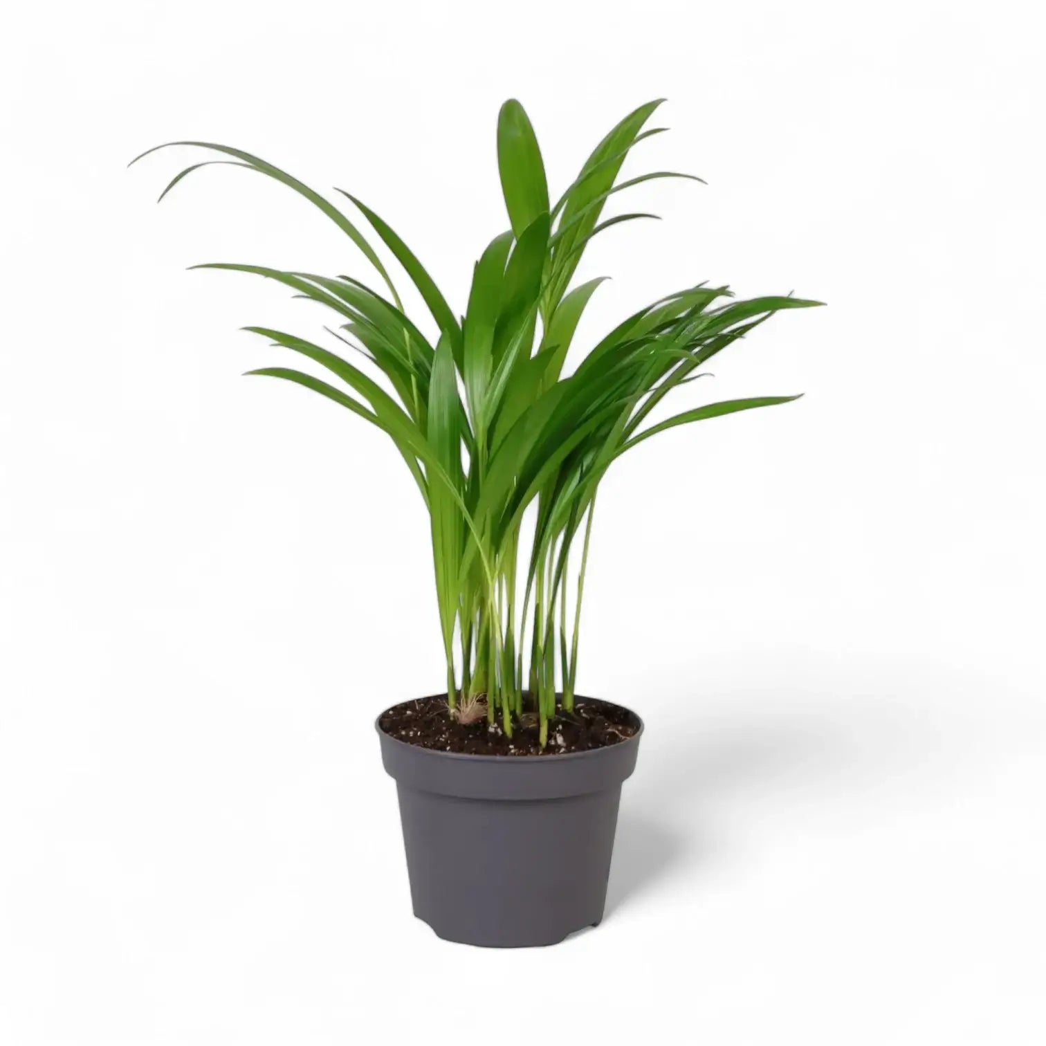 Dypsis lutescens potted houseplant in nursery pot on white background, product photo 9.