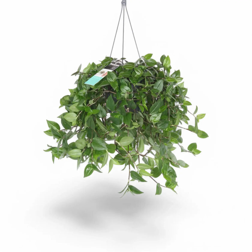 Tradescantia mundula 'Green Hill' â Zimmerpflanze im Kulturtopf auf weiĂem Hintergrund, Produktfoto 2.