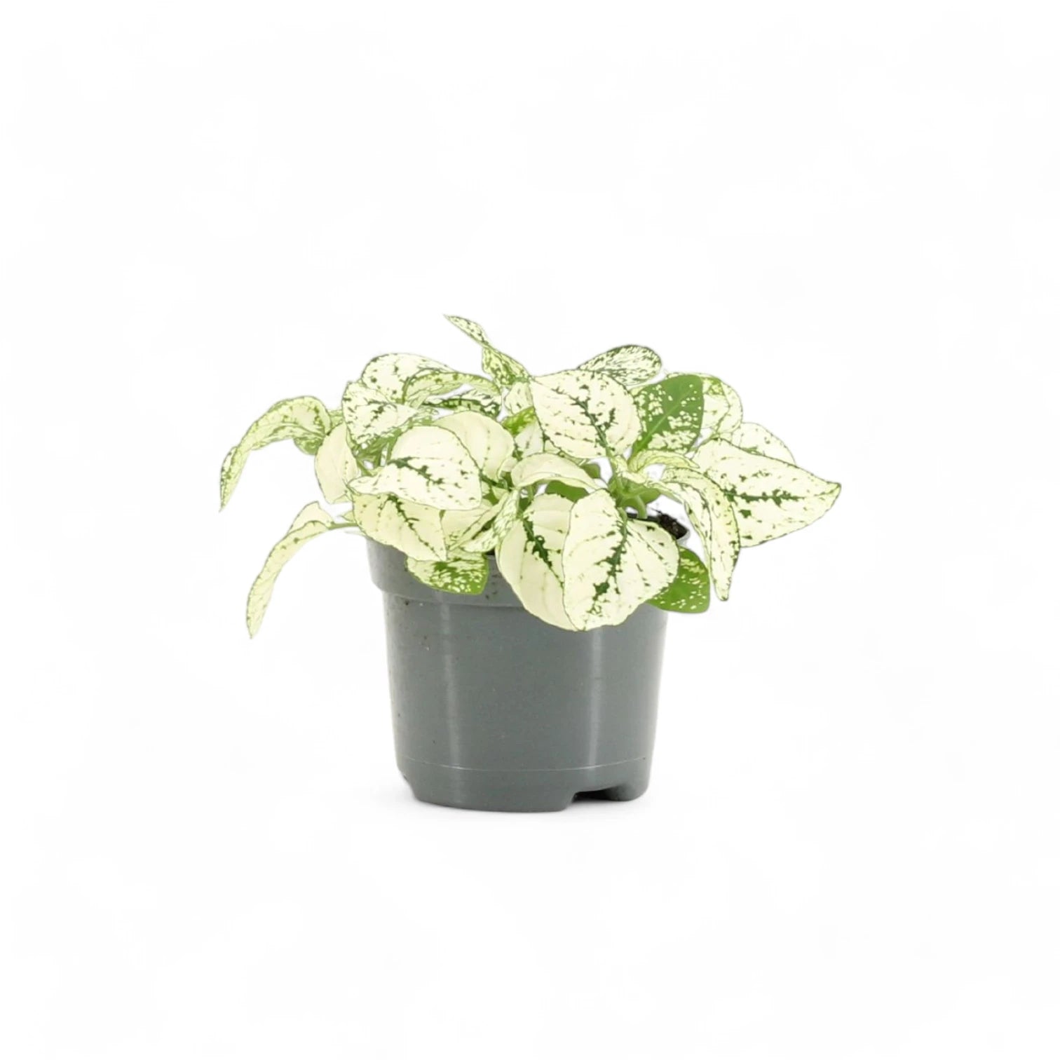 Hypoestes phyllostachya 'White' – Topfpflanze im Kulturtopf vor weißem Hintergrund, Produktfoto 3.