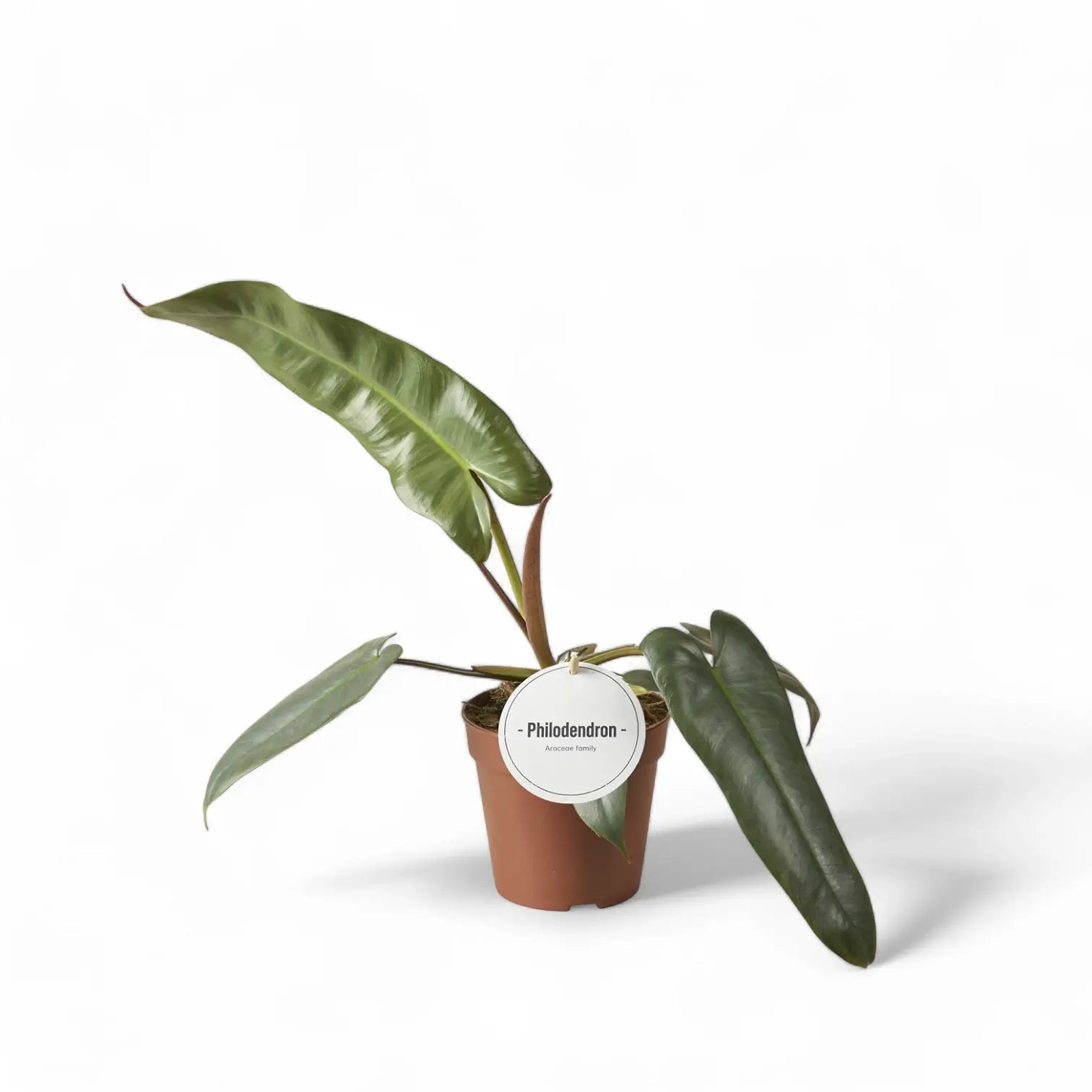 Philodendron atabapoense potted houseplant in nursery pot on white background, product photo 4.