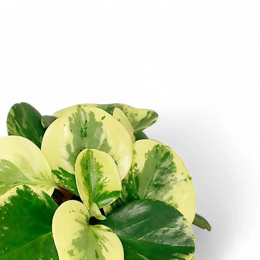 Nahaufnahme eines Blatts von Peperomia obtusifolia 'Green Gold' vor weiĂem Hintergrund.