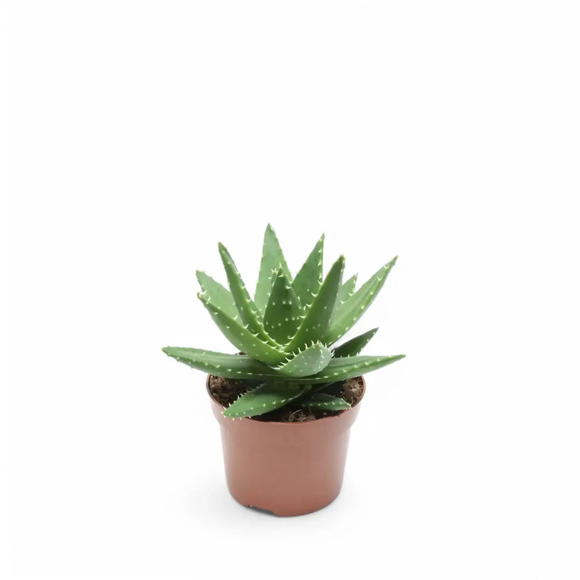 Aloe perfoliata potted houseplant in nursery pot on white background, product photo 2.