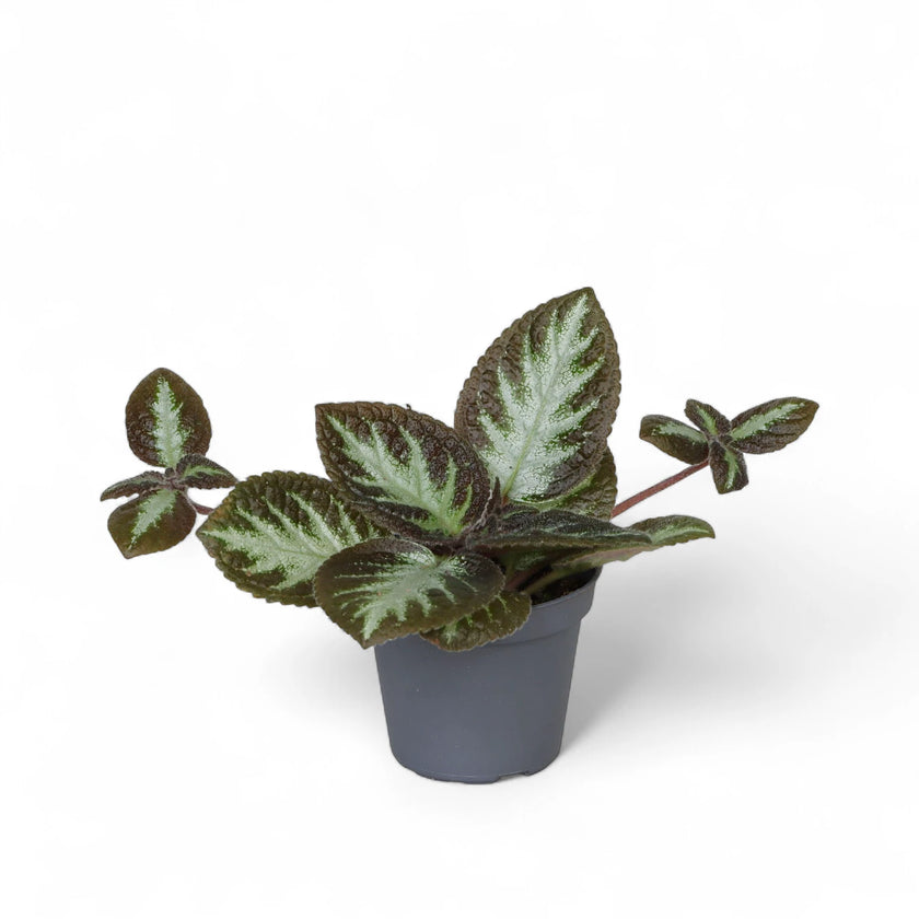 Episcia cupreata 'Silver Shield' potted houseplant in nursery pot on white background, product photo 2.