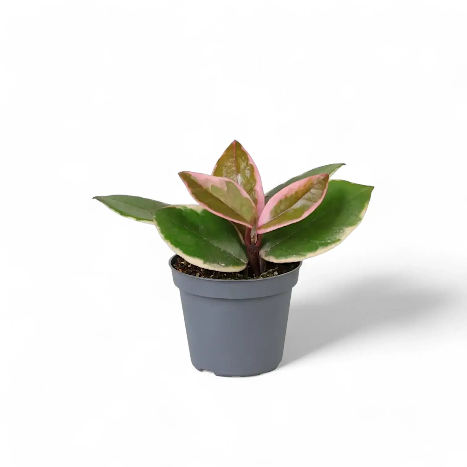 Hoya carnosa 'Flamingo Dream' potted houseplant in nursery pot on white background, product photo 6.
