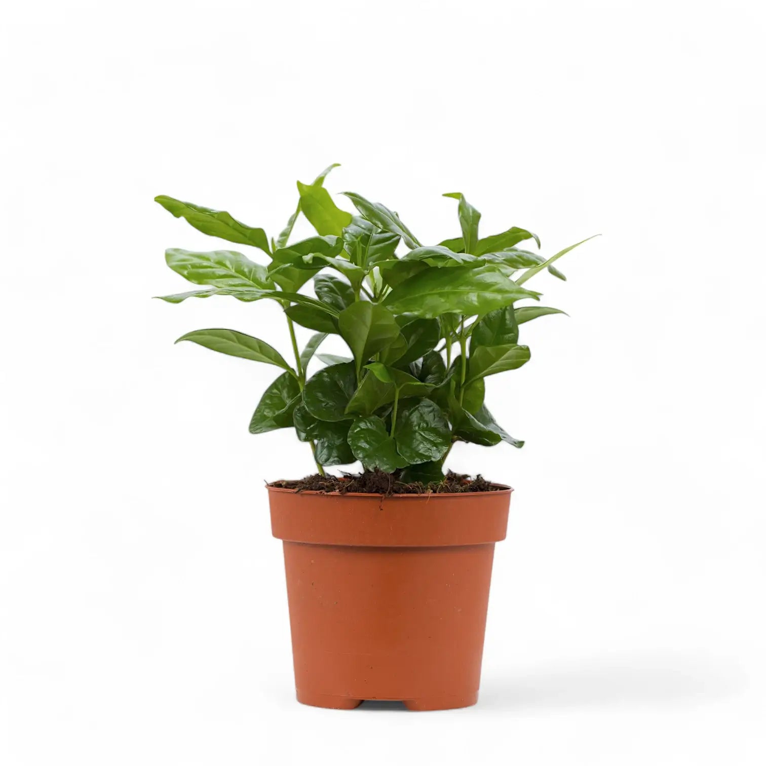 Coffea arabica – Topfpflanze im Kulturtopf vor weißem Hintergrund, Produktfoto 6.