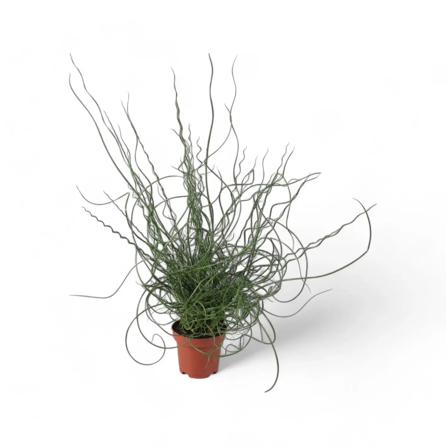 Juncus effusus 'Spiralis' ('Liebeslocken') potted houseplant in nursery pot on white background, product photo 4.