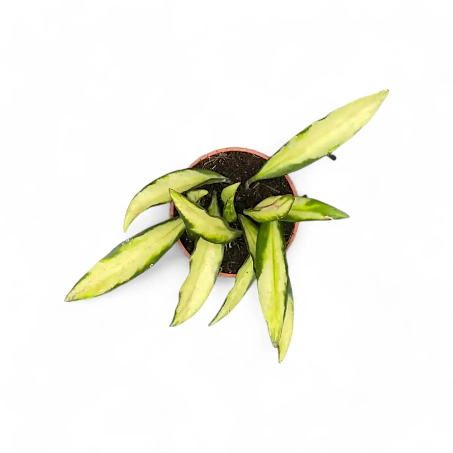 Hoya wayetii 'Tricolor' potted houseplant in nursery pot on white background, product photo 4.