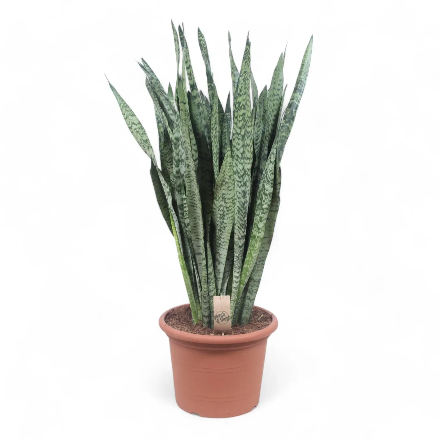 Dracaena (Sansevieria) zeylanica – Topfpflanze im Kulturtopf vor weißem Hintergrund, Produktfoto 13.