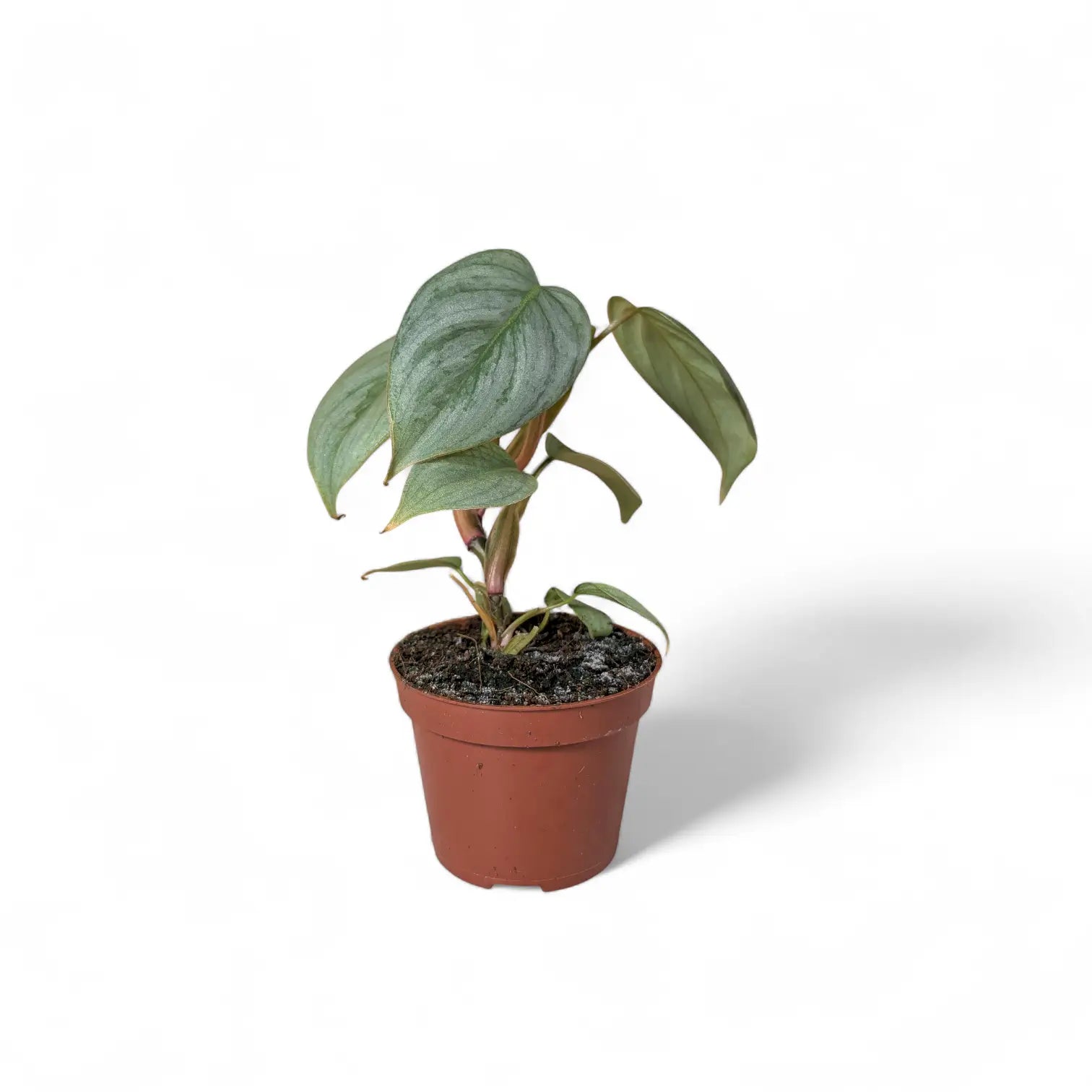 Philodendron sodiroi potted houseplant in nursery pot on white background, product photo 4.