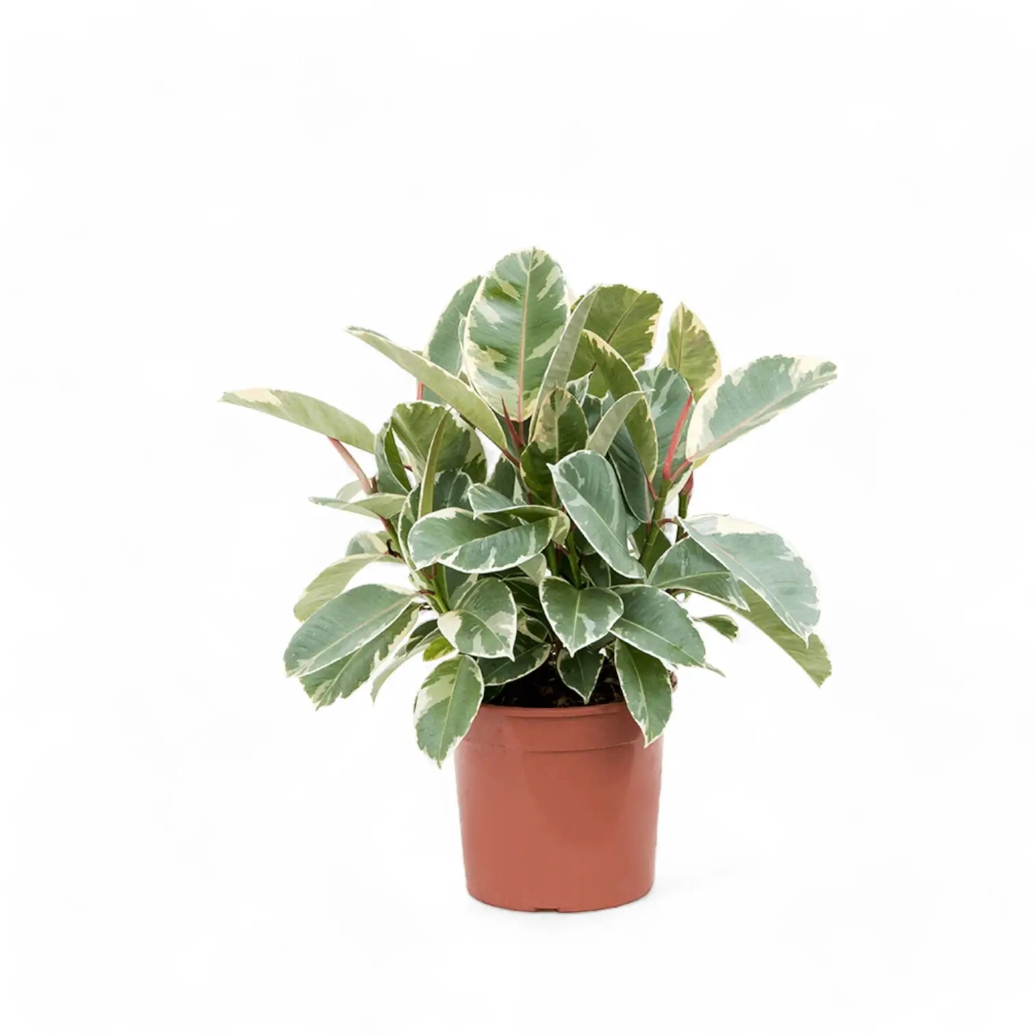 Ficus elastica 'Tineke' – Topfpflanze im Kulturtopf vor weißem Hintergrund, Produktfoto 13.