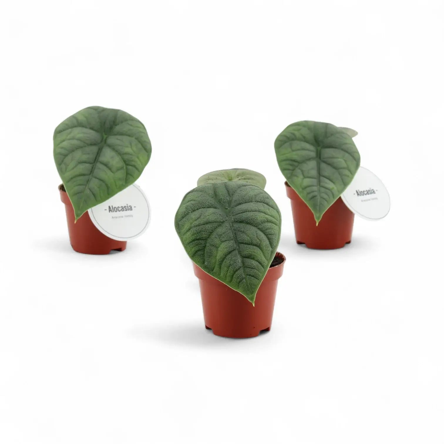 Alocasia 'Maharani' – Zimmerpflanze im Kulturtopf auf weißem Hintergrund, Produktfoto 6.