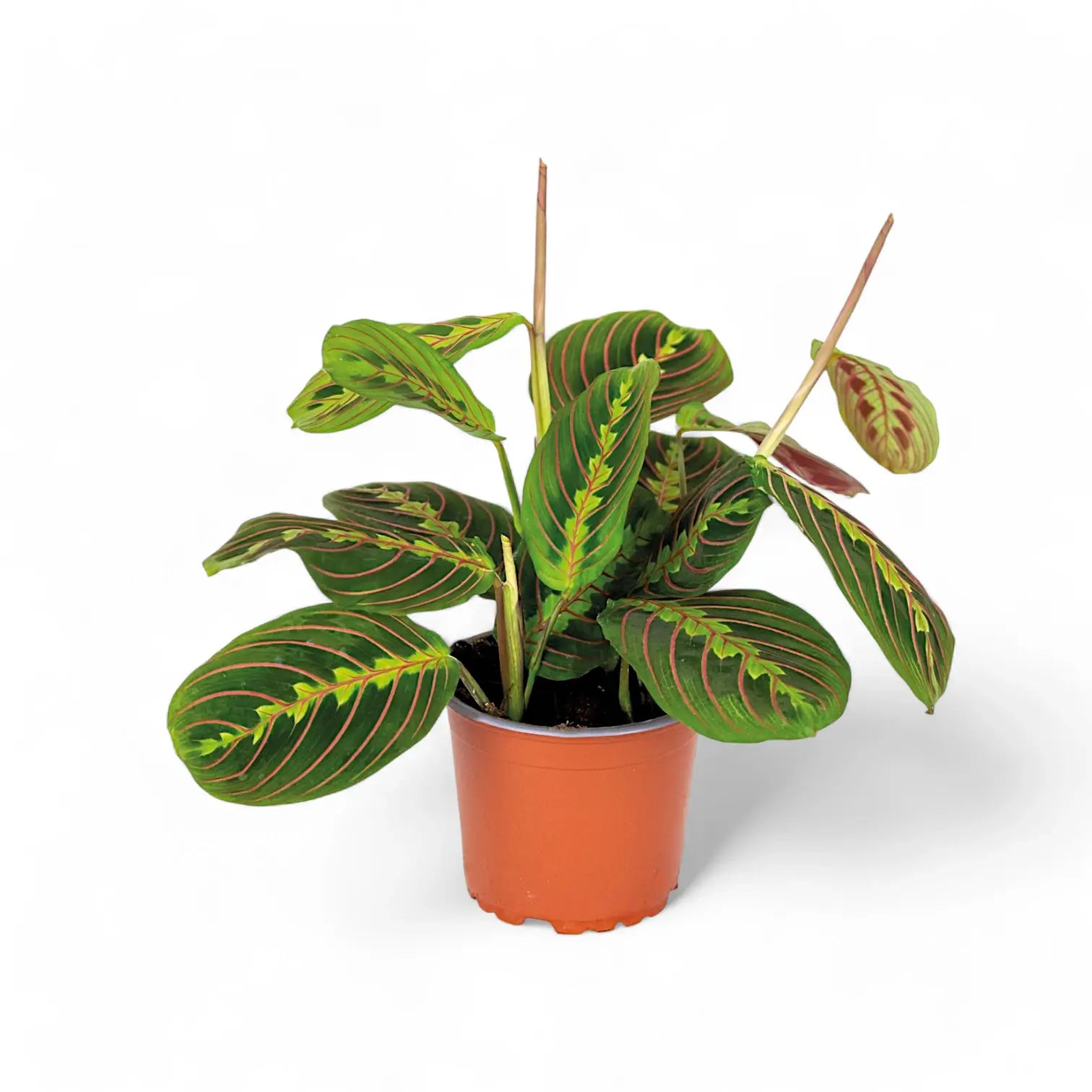 Maranta leuconeura 'Fascinator' ('Tricolor', 'Red Stripe') – Zimmerpflanze im Kulturtopf auf weißem Hintergrund, Produktfoto 7.