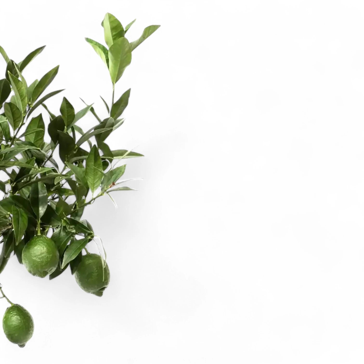 Citrus Ă— aurantiifolia 'Green Lime' leaf close-up on white background.