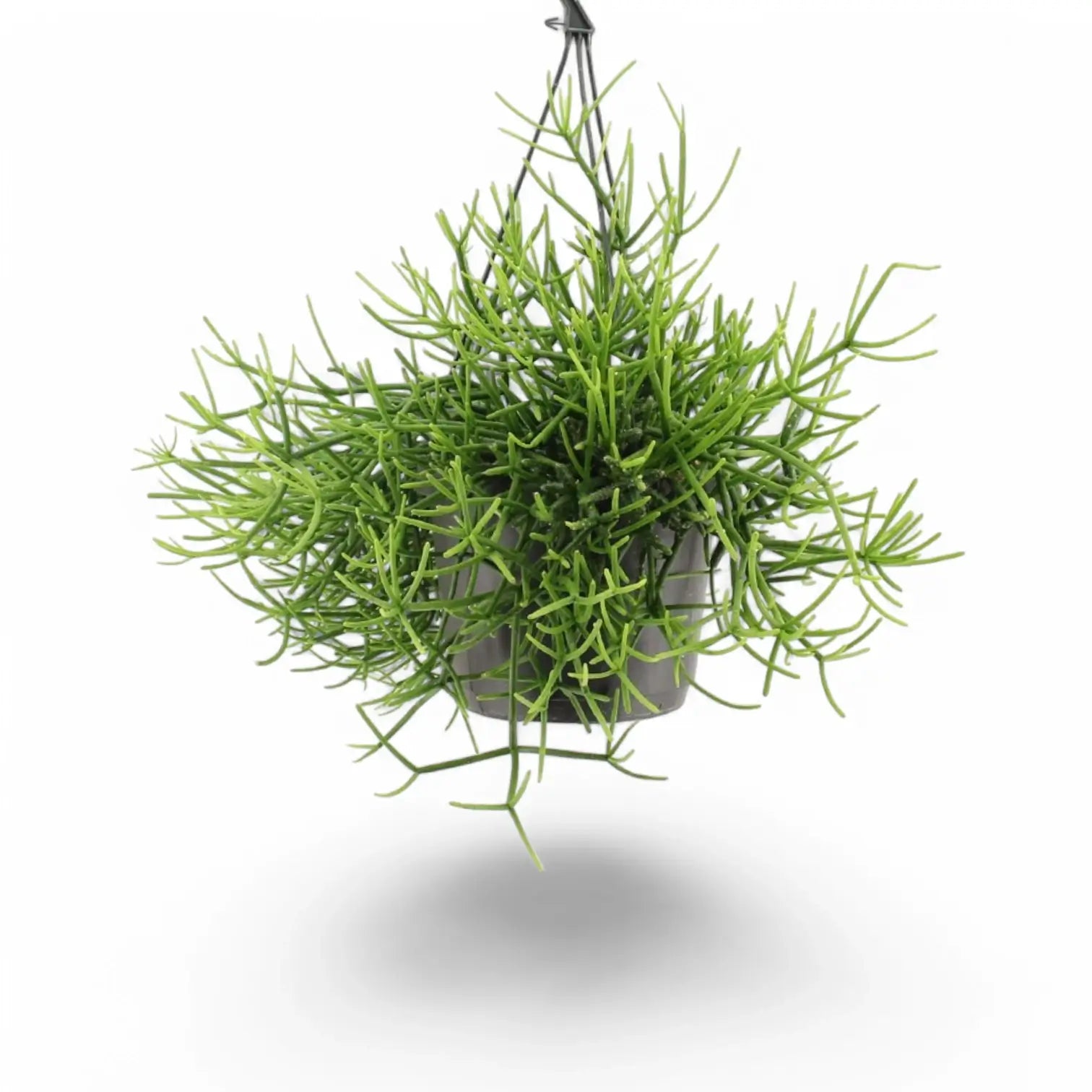 Rhipsalis teres f. heteroclada potted houseplant in nursery pot on white background, product photo 4.