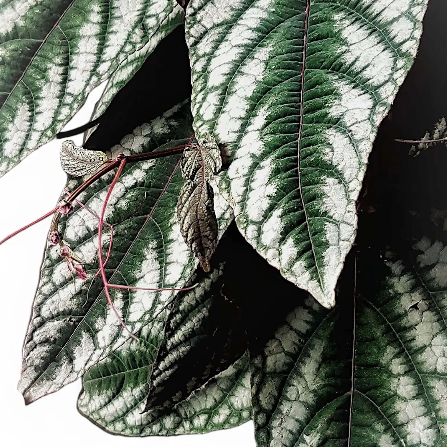 Cissus discolor – Zimmerpflanze im Kulturtopf auf weißem Hintergrund, Produktfoto 10.