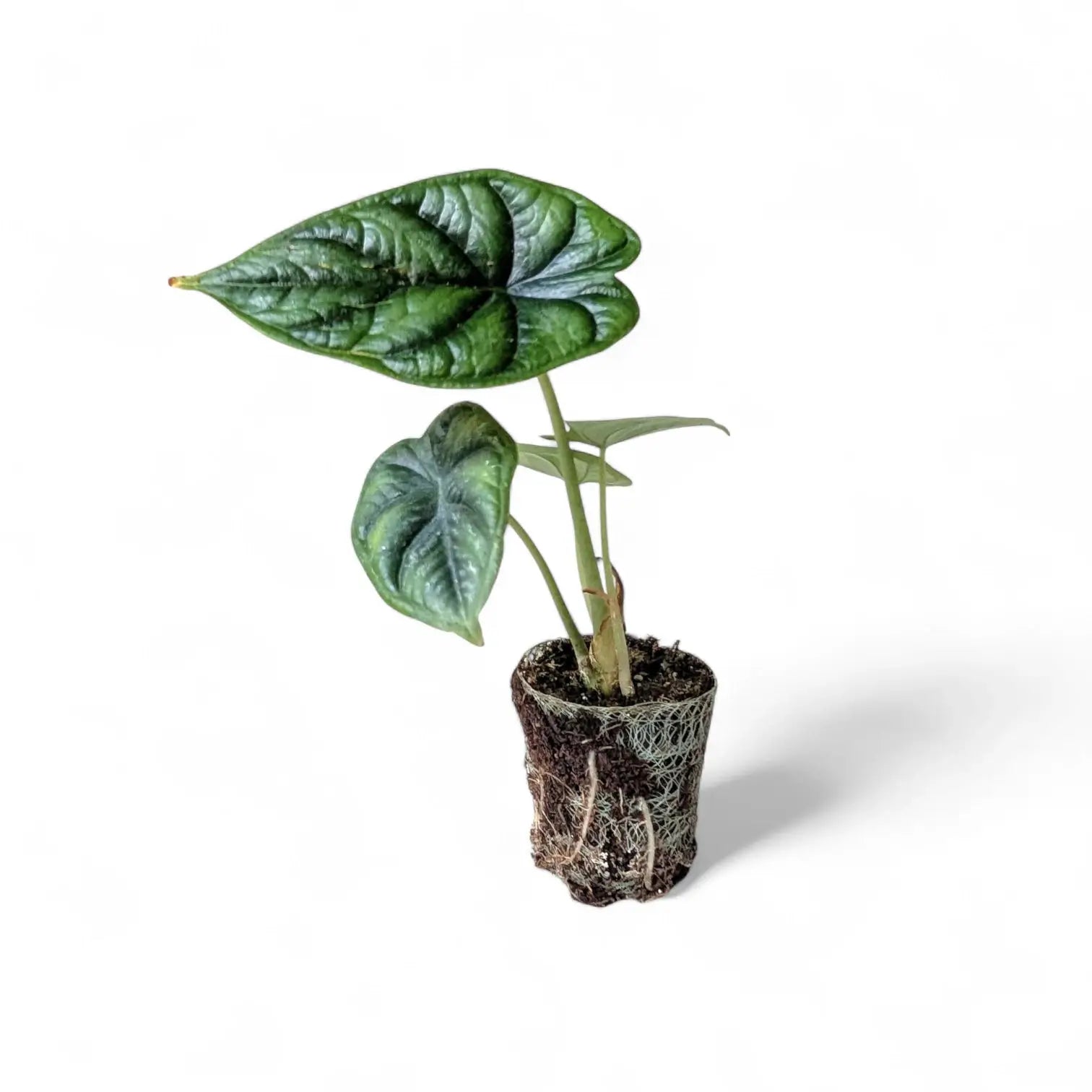 Alocasia baginda 'Dragon scale' potted houseplant in nursery pot on white background, product photo 3.