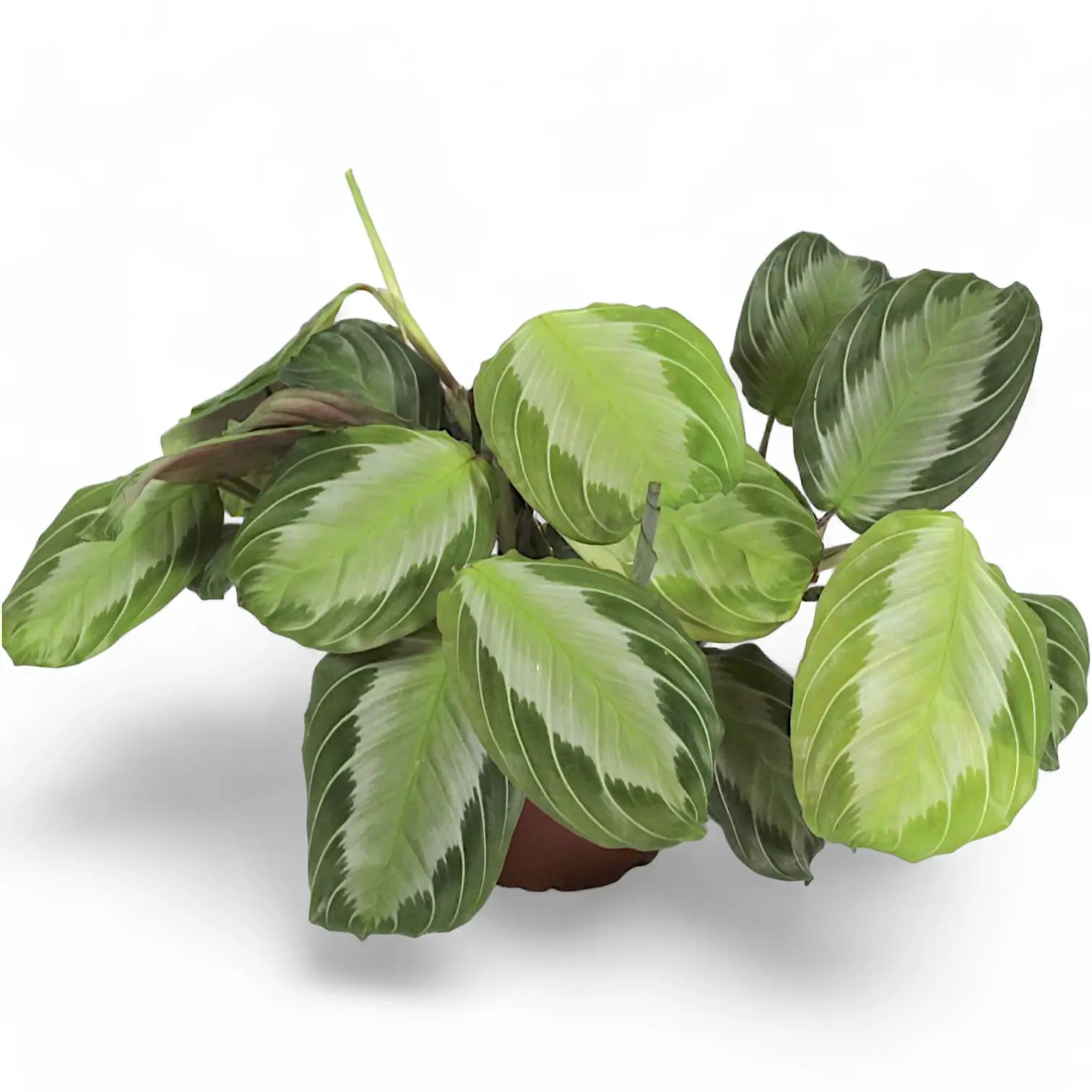 Maranta leuconeura 'Silver Band' (Exclusive grey') potted houseplant in nursery pot on white background, product photo 5.