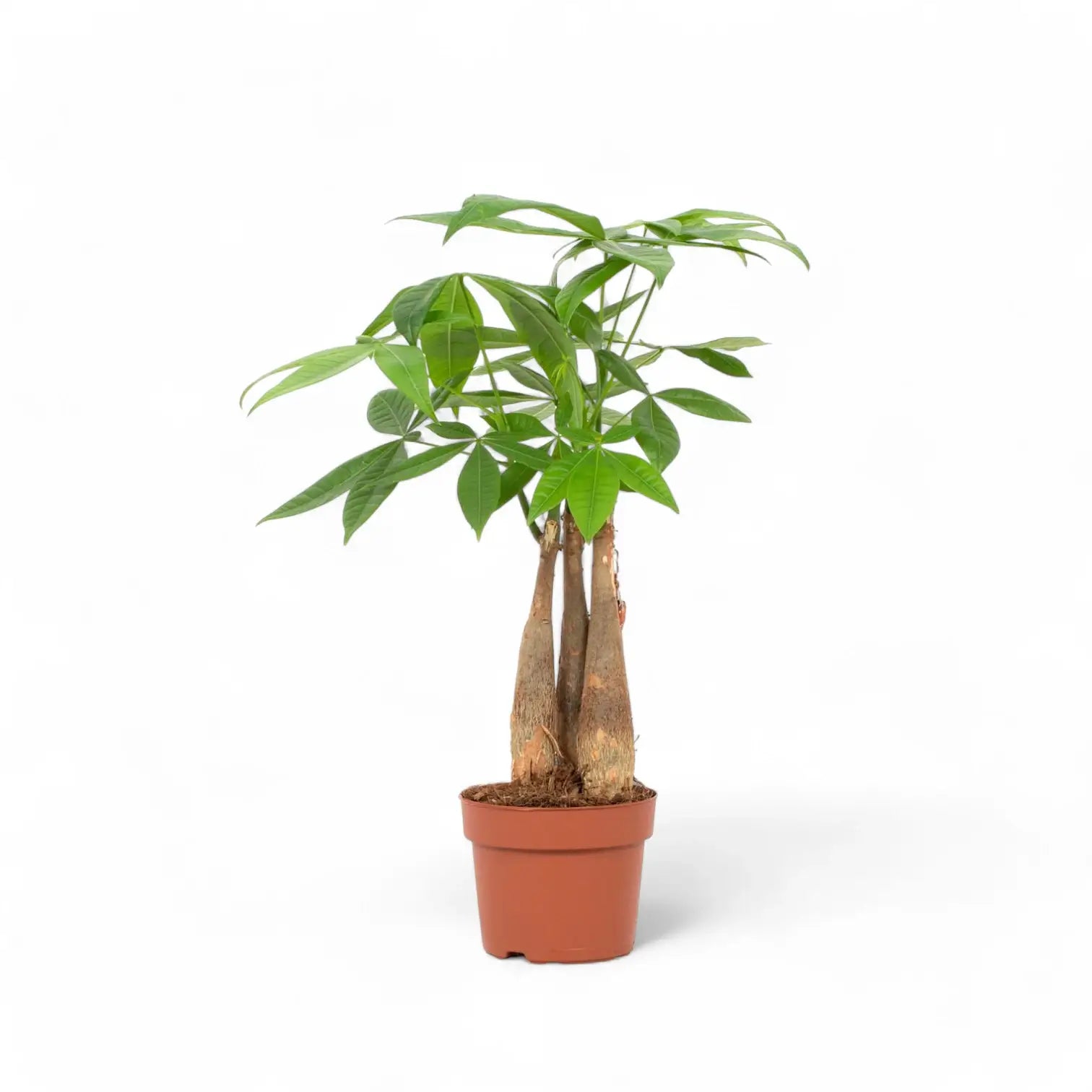 Pachira aquatica – Zimmerpflanze im Kulturtopf auf weißem Hintergrund, Produktfoto 8.