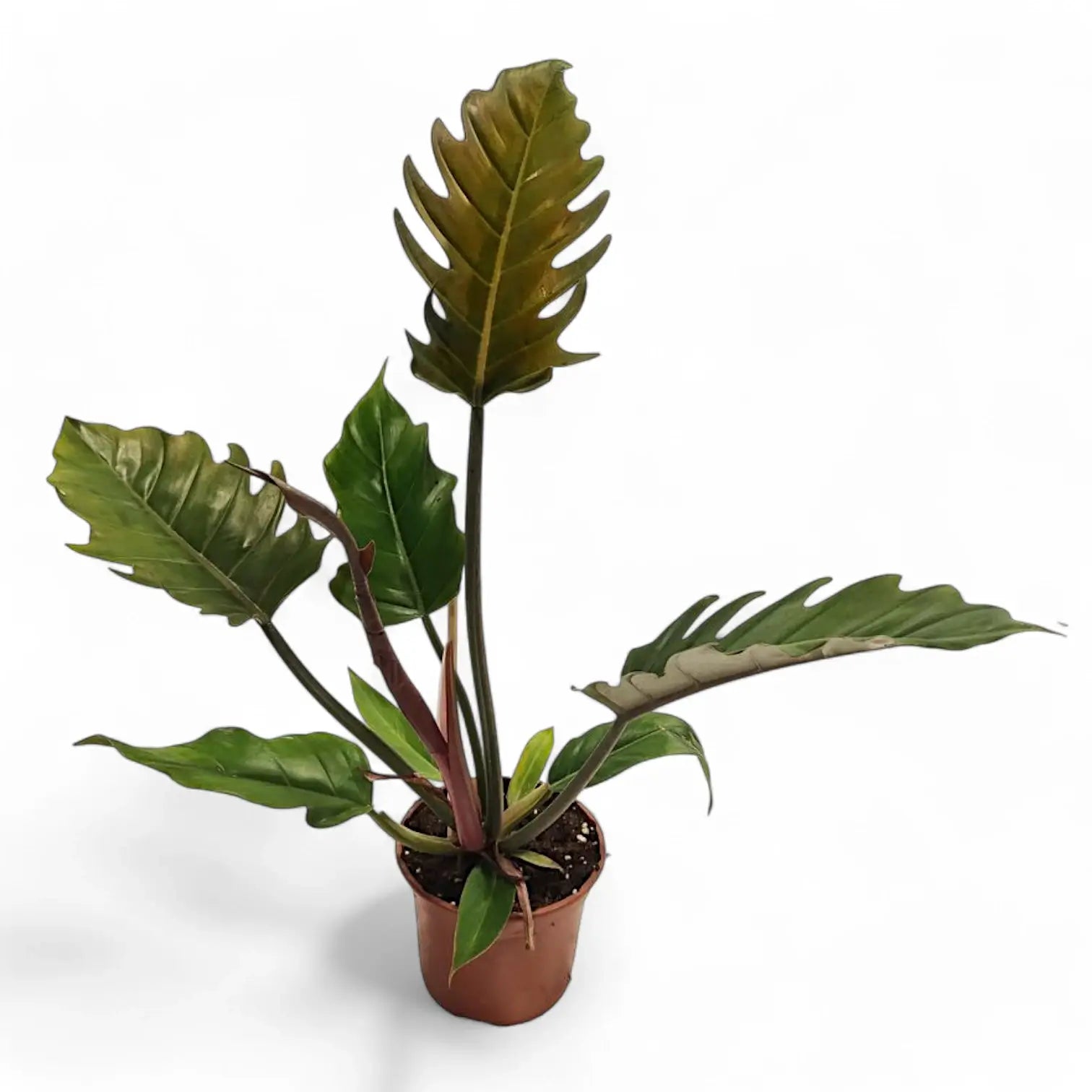 Philodendron 'Caramel Pluto' ('Chocolate Empress', 'Pluto') potted houseplant in nursery pot on white background, product photo 6.