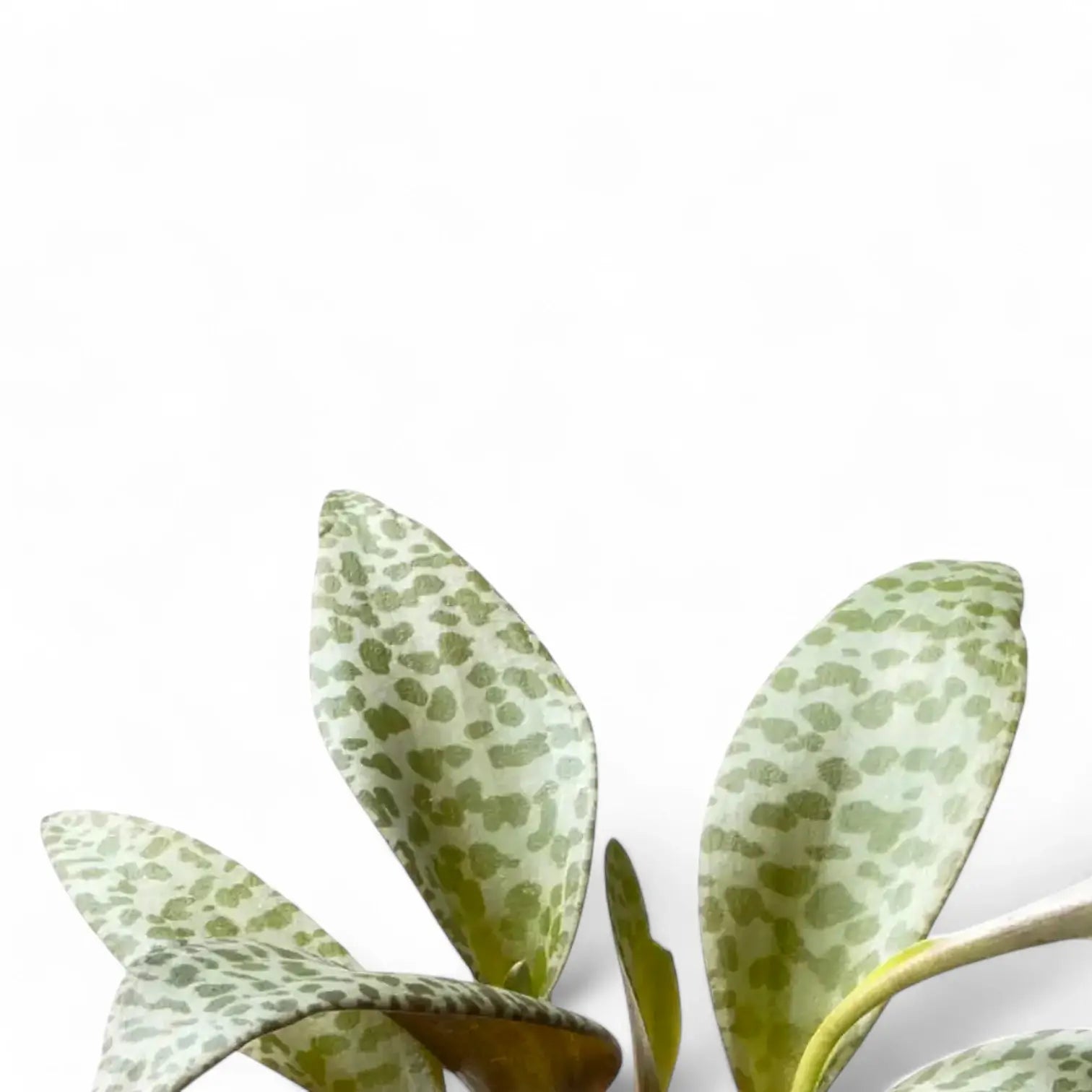 Ledebouria socialis leaf close-up on white background.