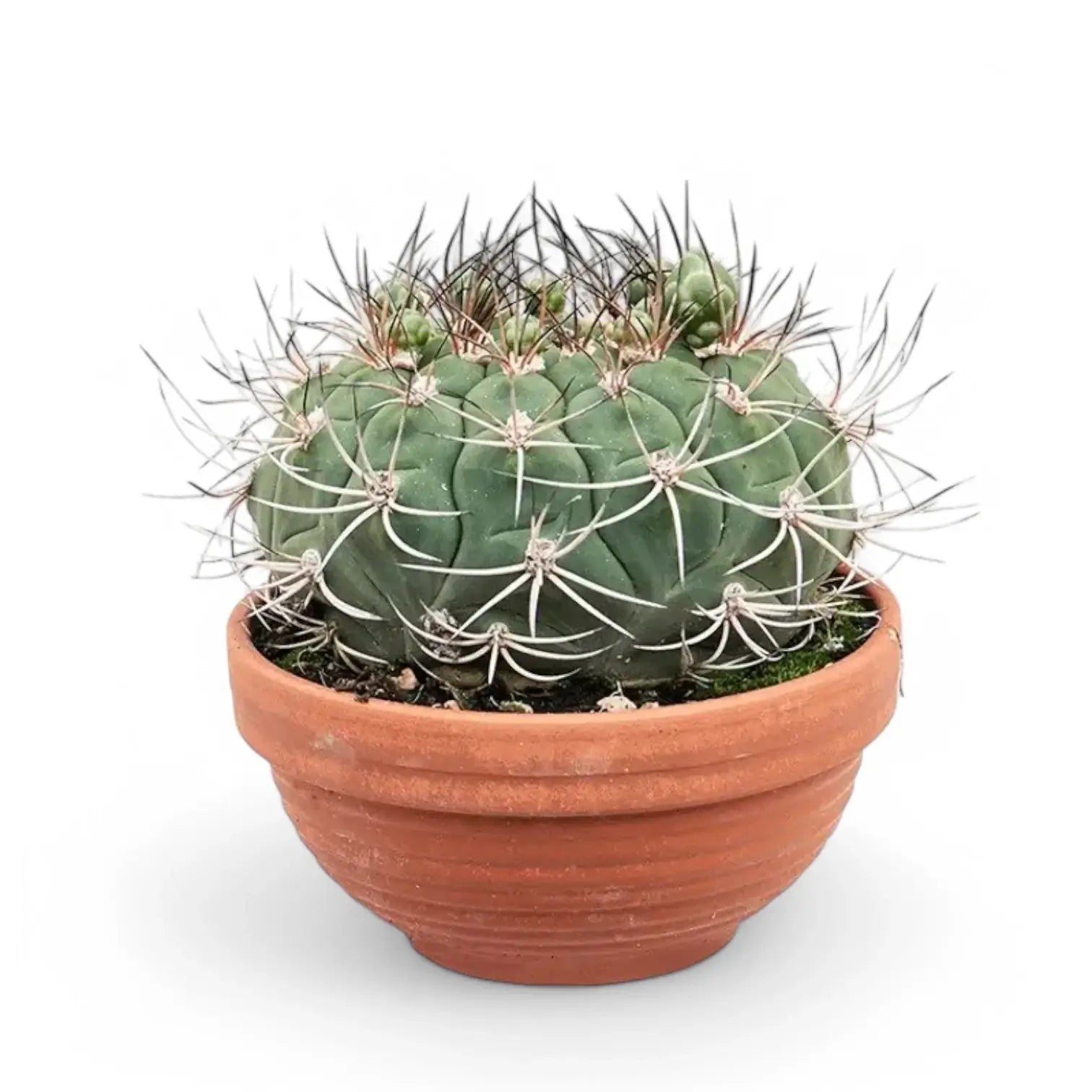 Gymnocalycium saglionis – Zimmerpflanze im Kulturtopf auf weißem Hintergrund, Produktfoto 5.