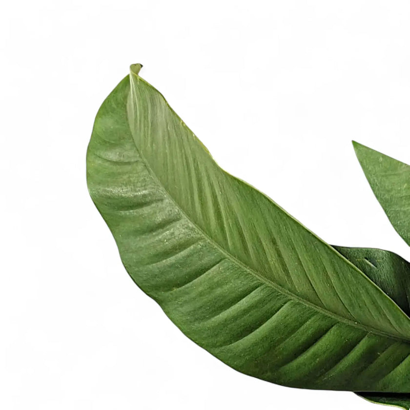 Nahaufnahme eines Blatts von Epipremnum giganteum vor weiĂem Hintergrund.