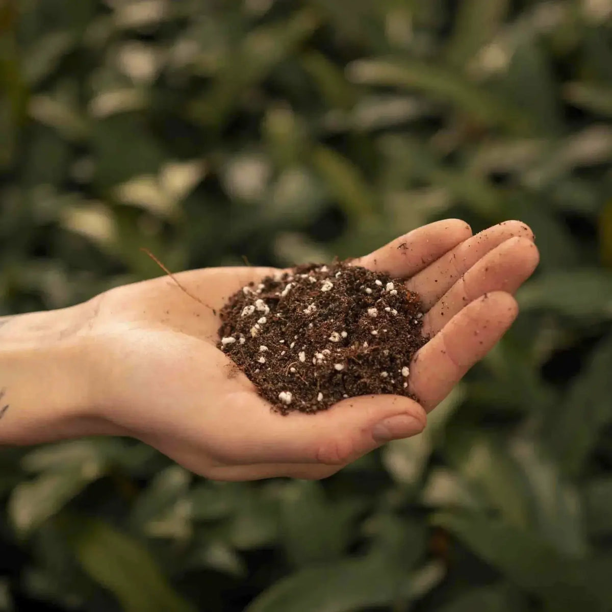 Ficus Soil Mix on white background, product photo 3.