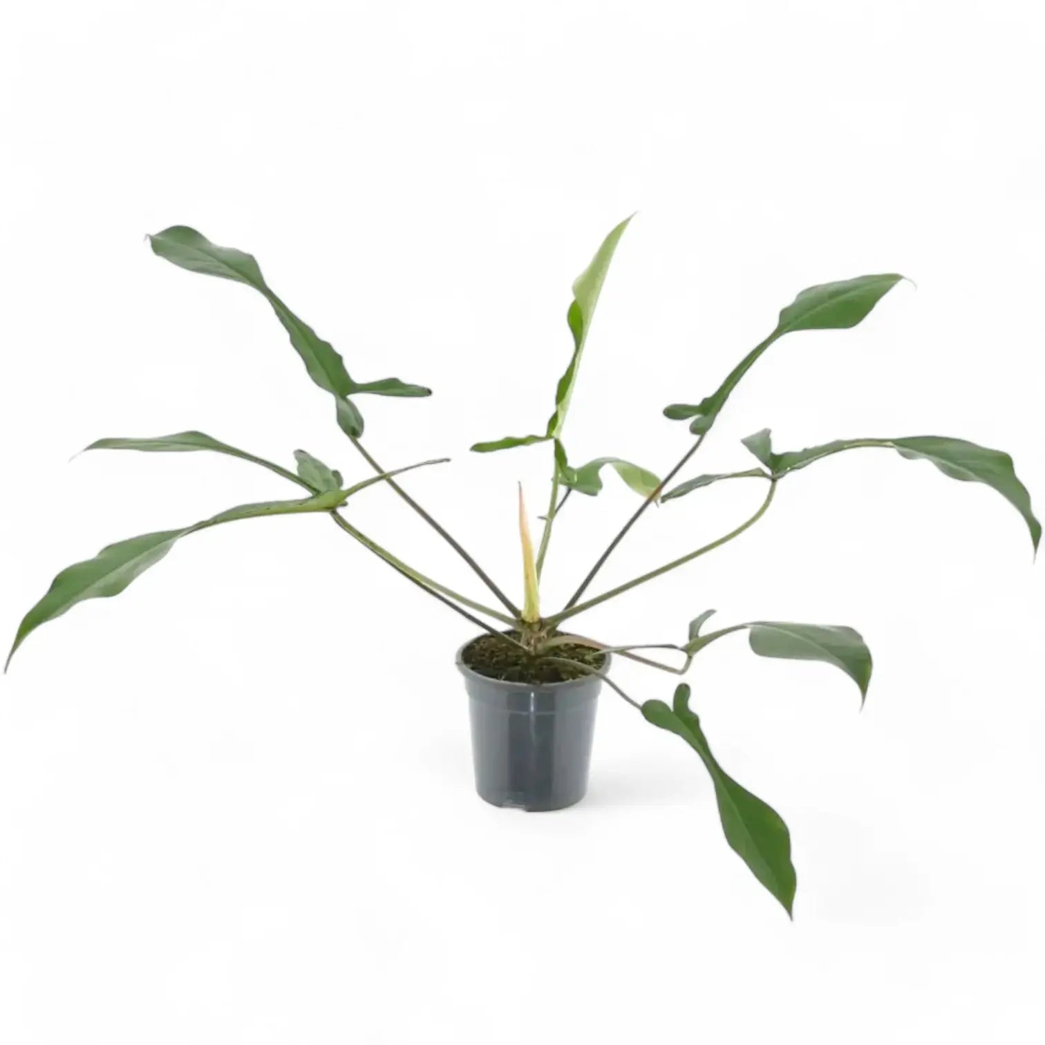 Philodendron x joepii potted houseplant in nursery pot on white background, product photo 3.
