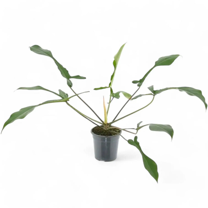 Philodendron x joepii potted houseplant in nursery pot on white background, product photo 3.
