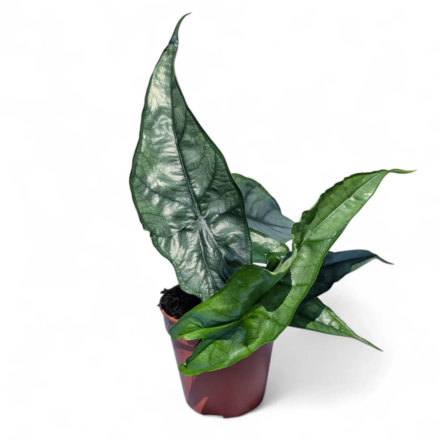 Alocasia heterophylla 'Dragon's Breath' potted houseplant in nursery pot on white background, product photo 4.
