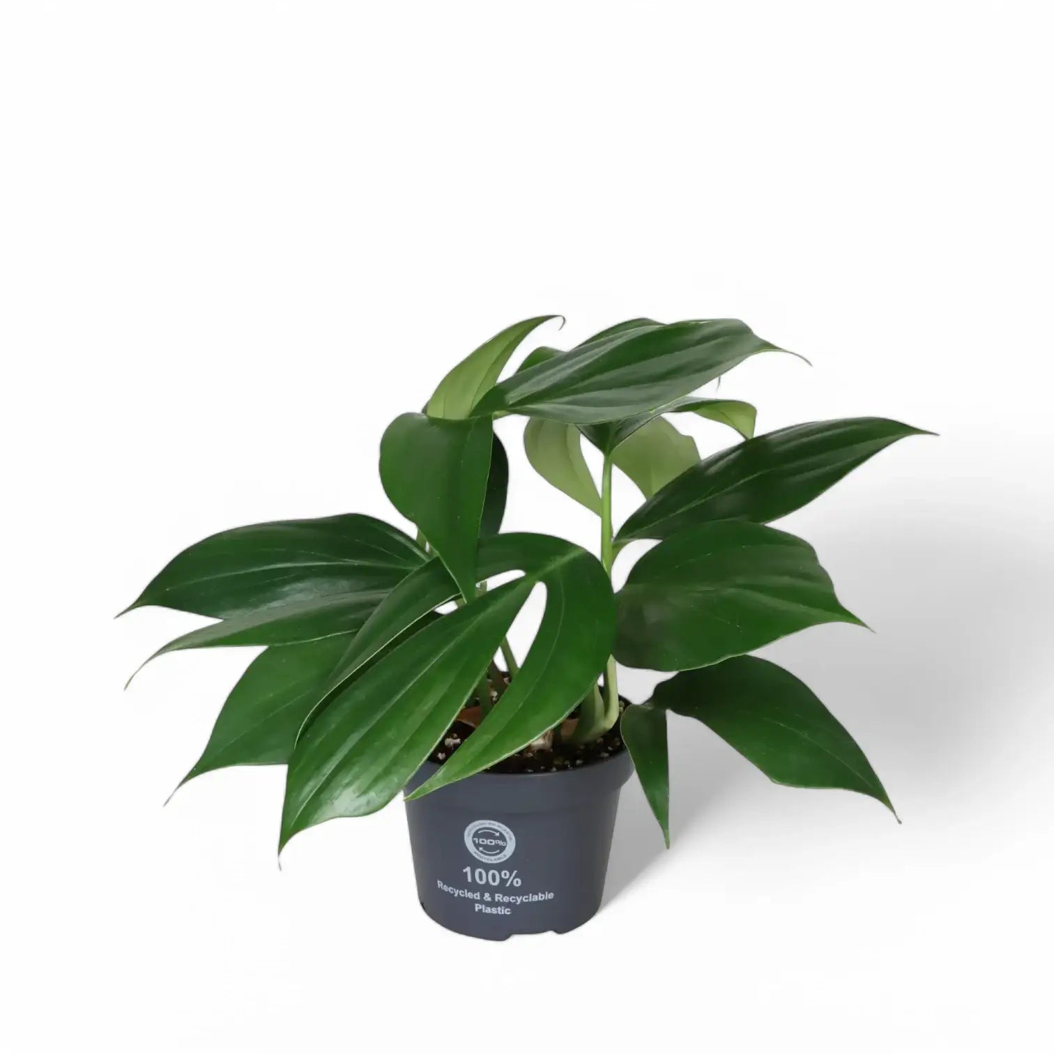 Rhaphidophora decursiva 'Dragon Tail' potted houseplant in nursery pot on white background, product photo 2.