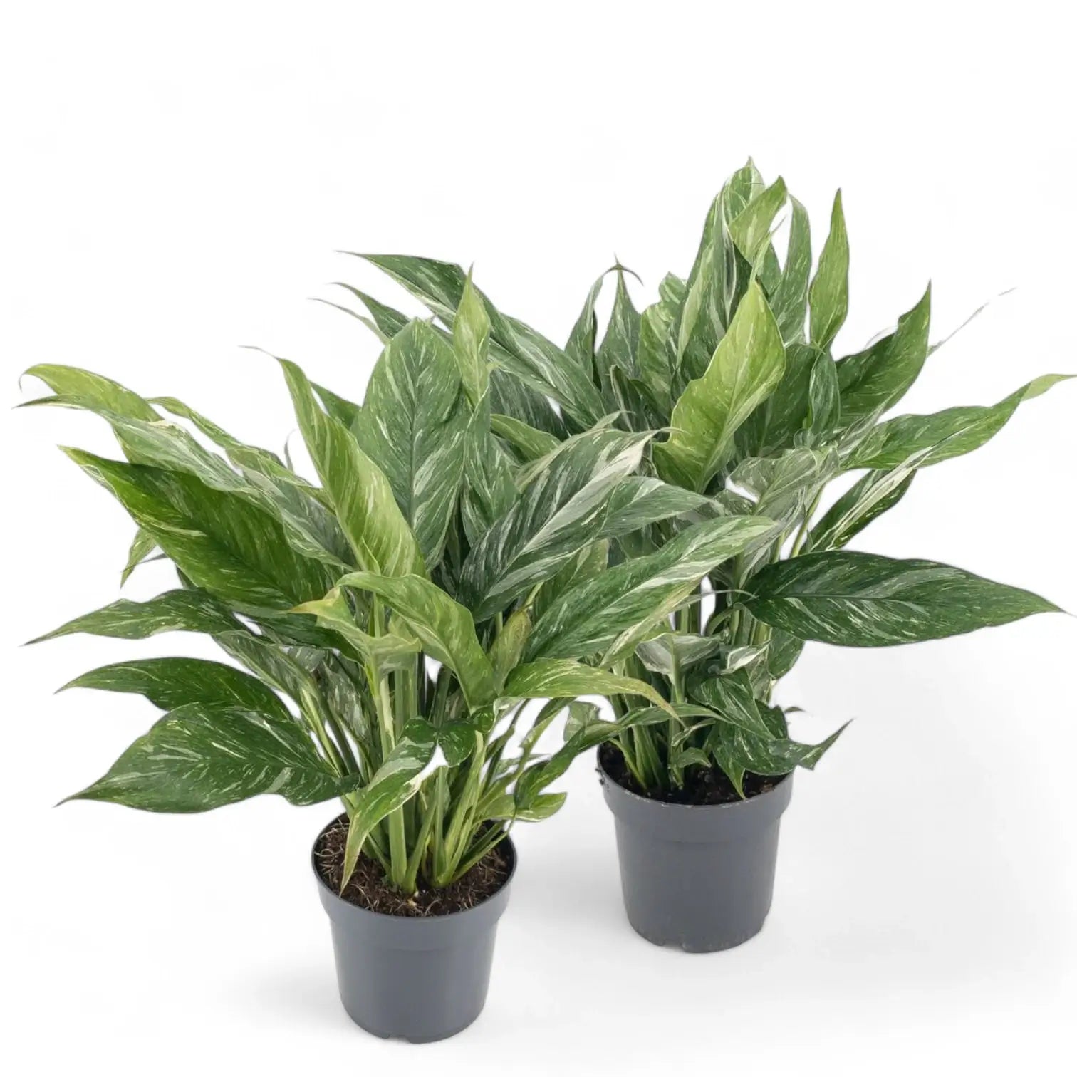 Spathiphyllum 'Diamond' potted houseplant in nursery pot on white background, product photo 6.