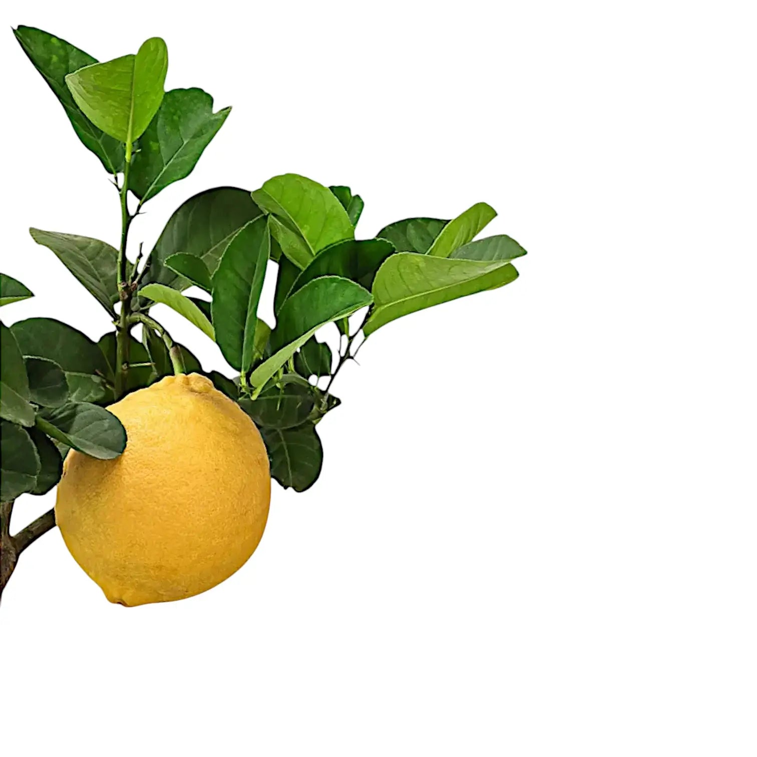 Nahaufnahme eines Blatts von Citrus limon × Citrus paradisi 'Lipo' vor weißem Hintergrund.
