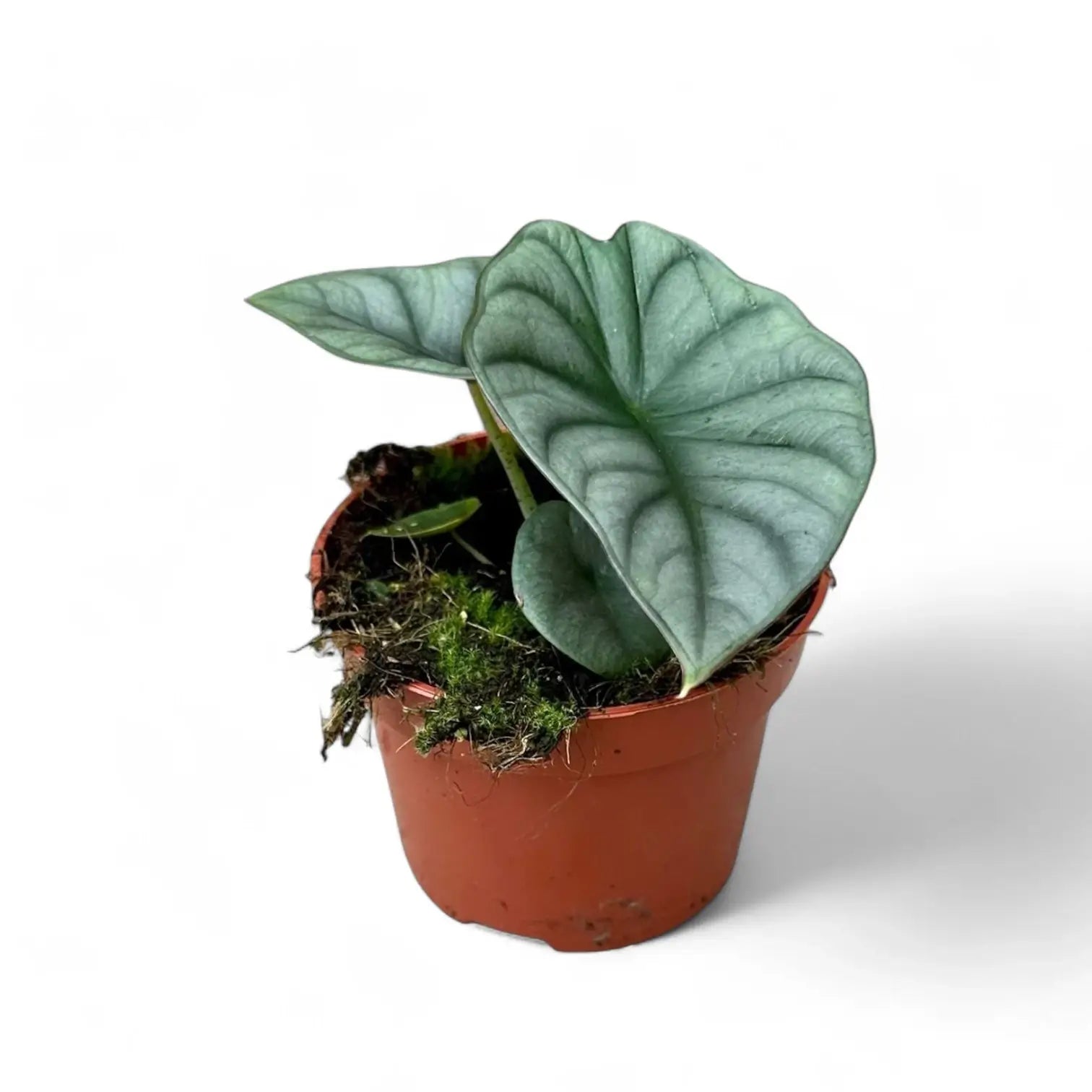 Alocasia nebula 'Silver' ('Black Diamond') – Topfpflanze im Kulturtopf vor weißem Hintergrund, Produktfoto 5.