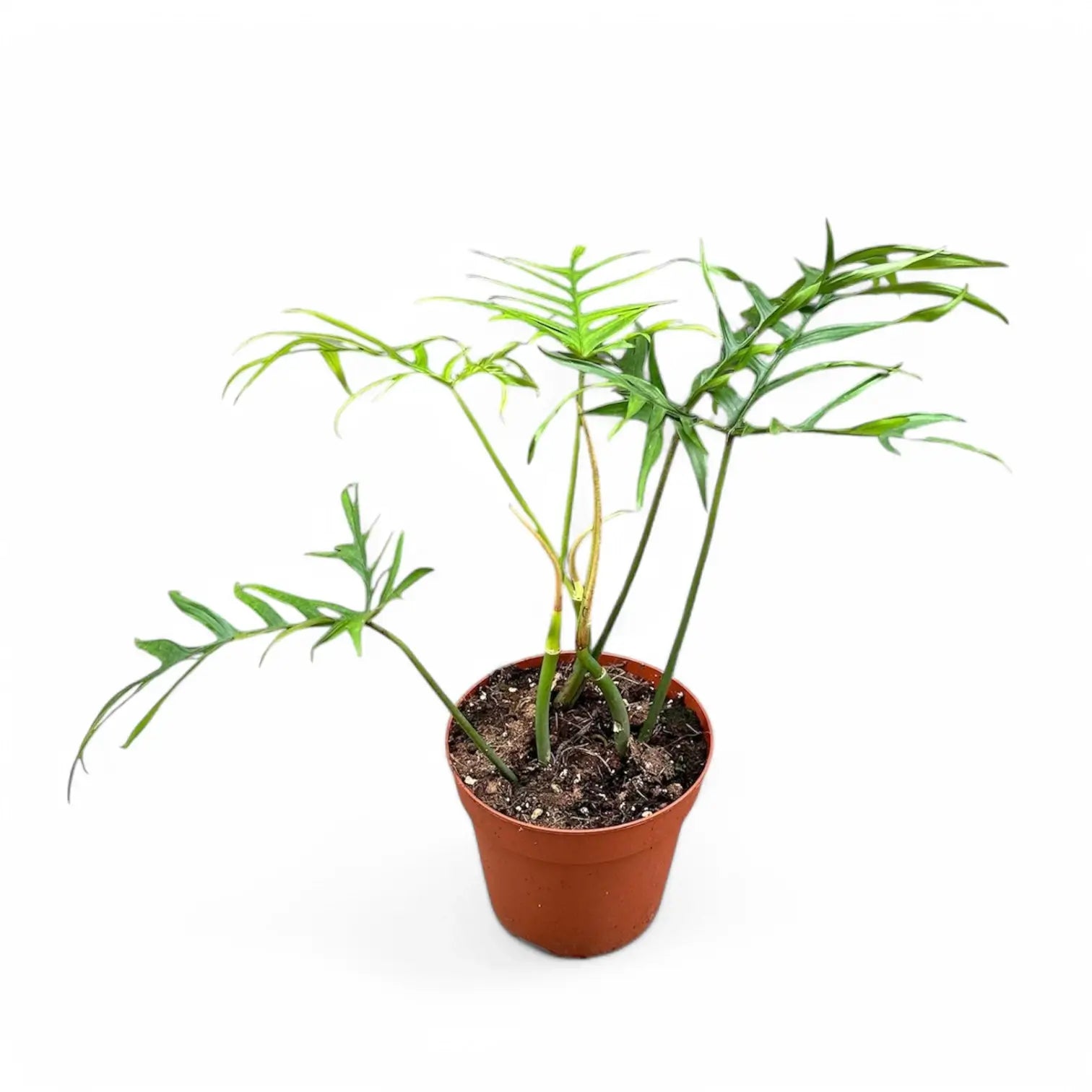 Philodendron polypodioides potted houseplant in nursery pot on white background, product photo 3.