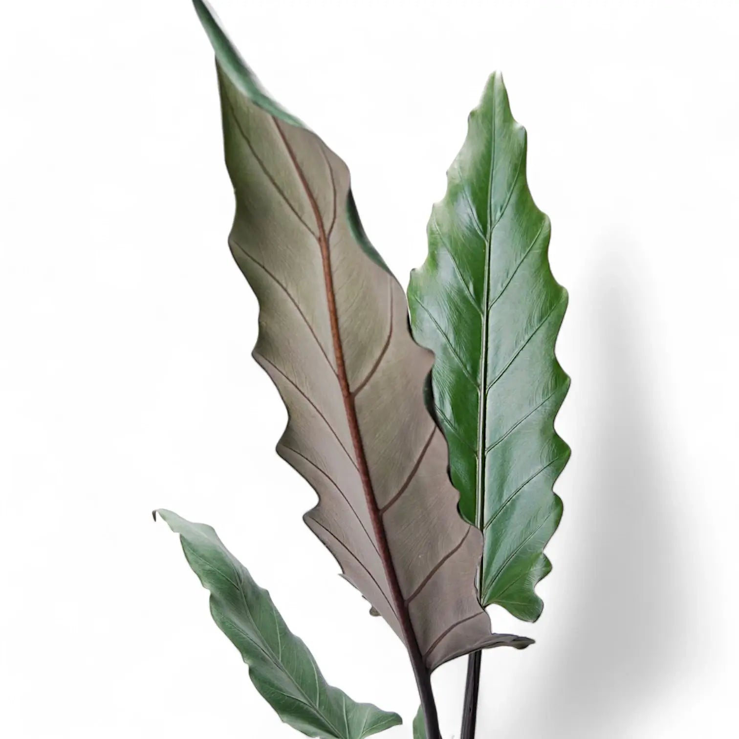 Alocasia lauterbachiana leaf close-up on white background.