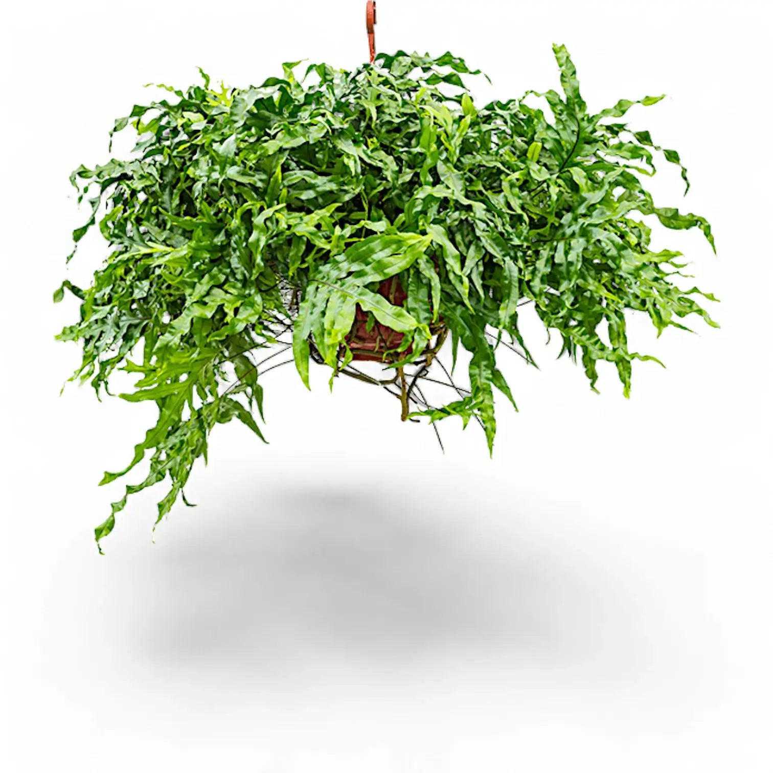 Lecanopteris pustulata – Zimmerpflanze im Kulturtopf auf weißem Hintergrund, Produktfoto 5.