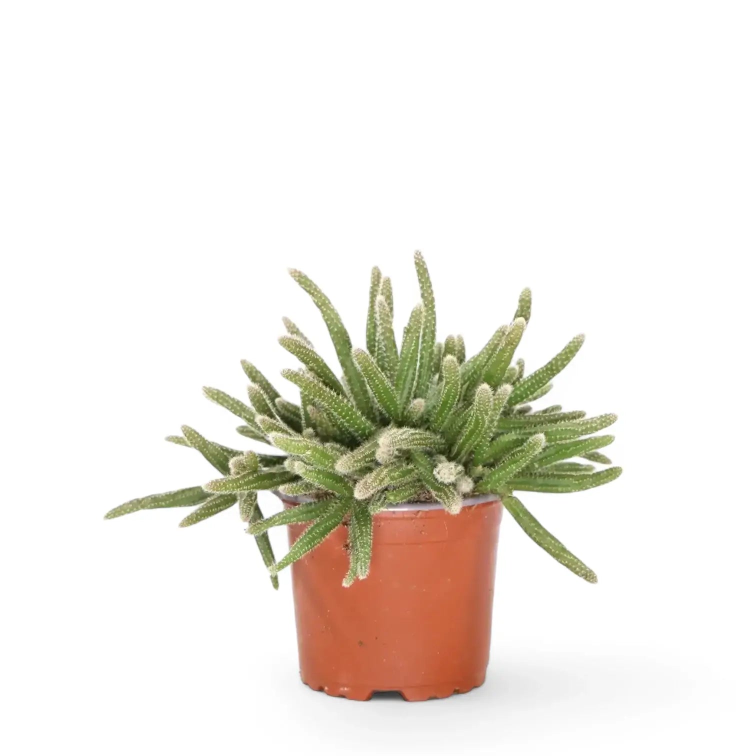 Rhipsalis baccifera ssp. horrida potted houseplant in nursery pot on white background, product photo 3.