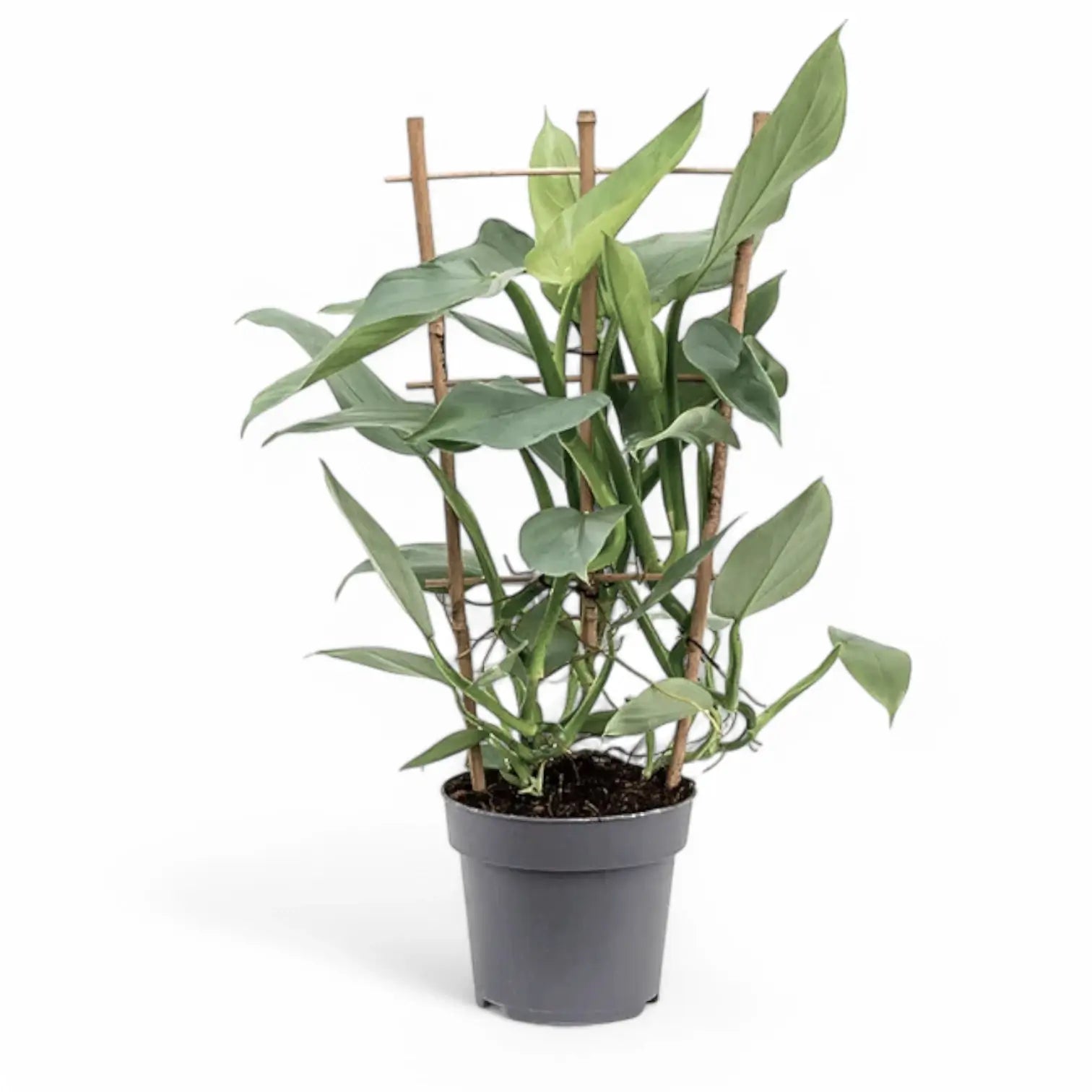 Philodendron hastatum 'Silver queen' ('Silver Sword') potted houseplant in nursery pot on white background, product photo 7.