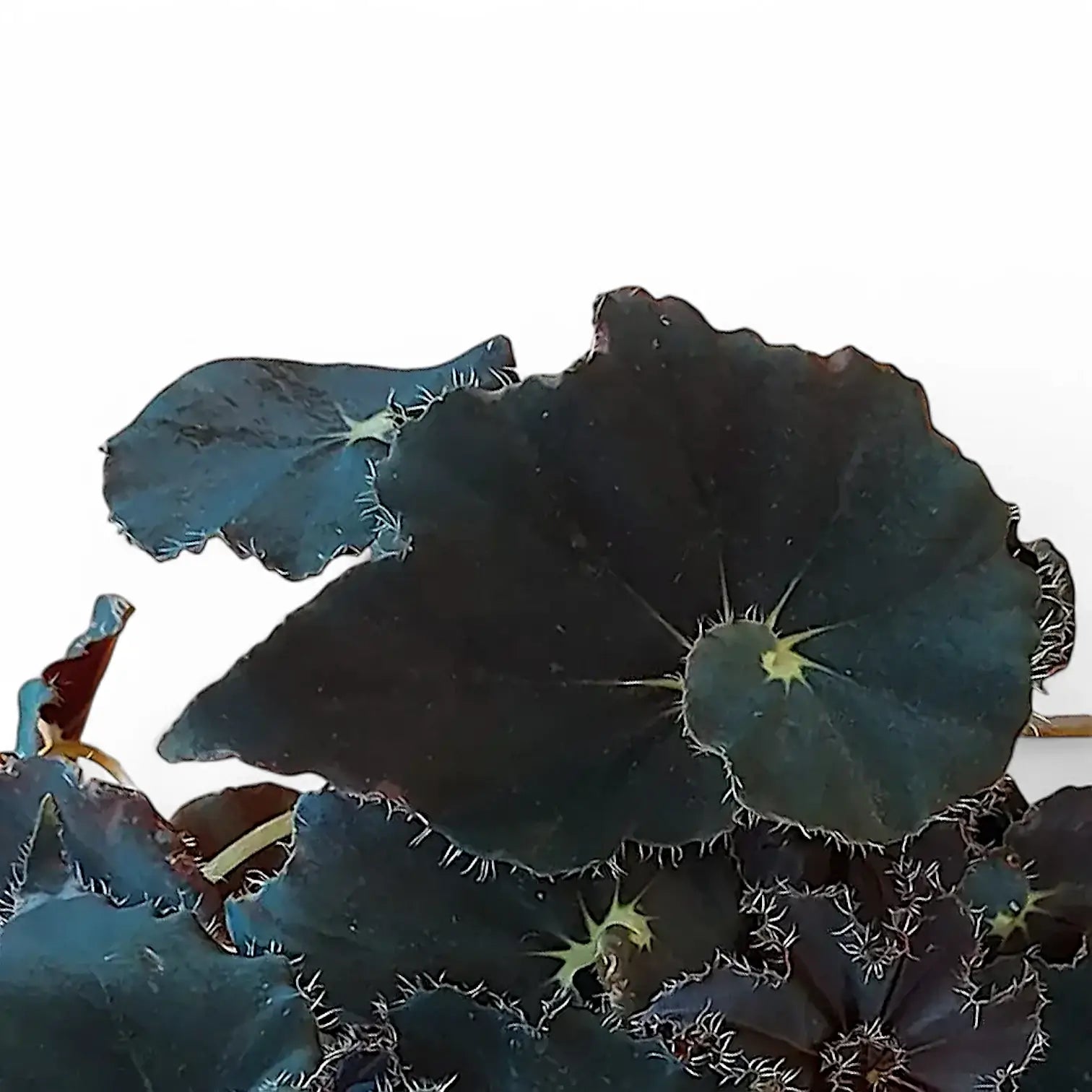 Nahaufnahme eines Blatts von Begonia rex 'Black Mambo' ('Dark Mambo') vor weiĂźem Hintergrund.