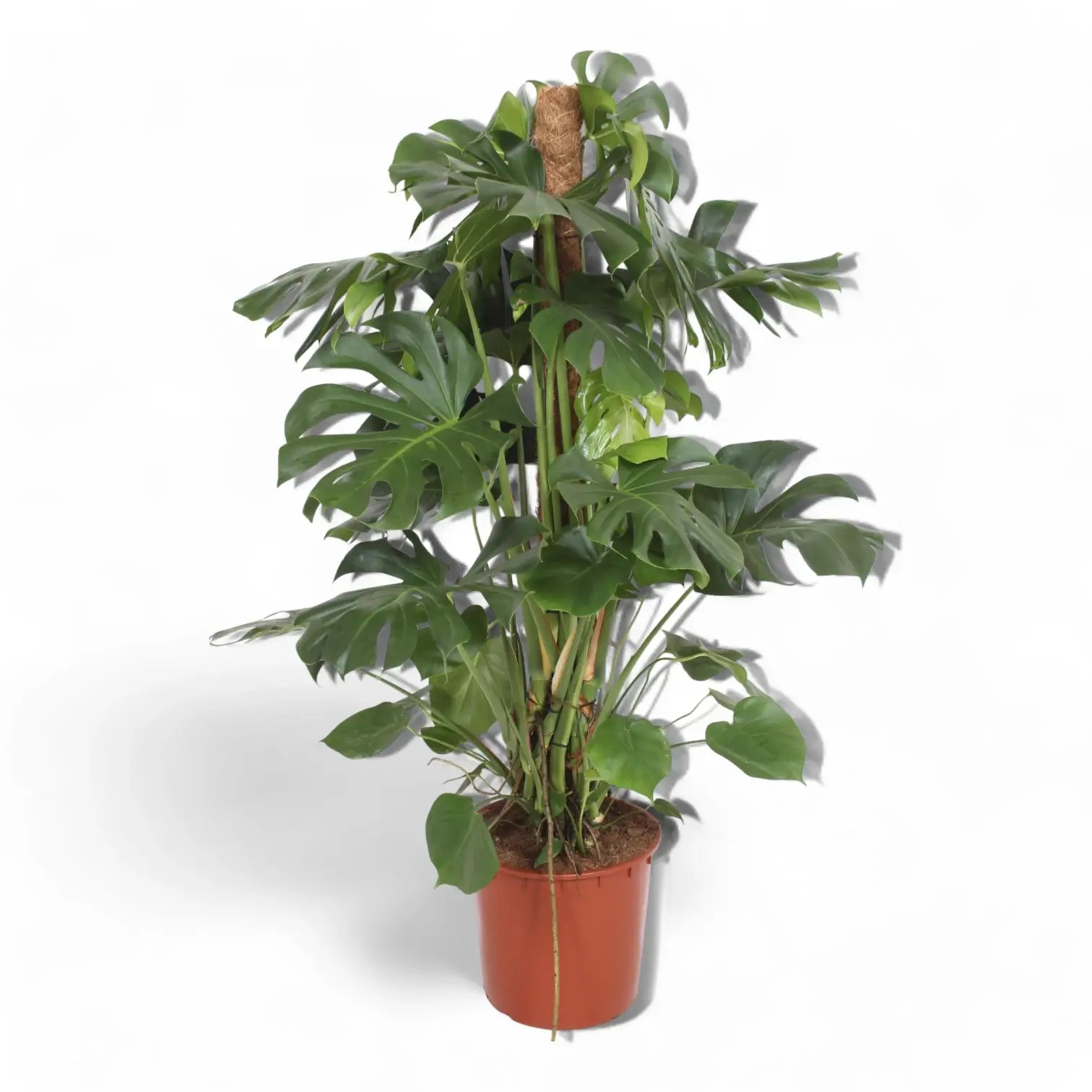 Monstera deliciosa – Zimmerpflanze im Kulturtopf auf weißem Hintergrund, Produktfoto 14.