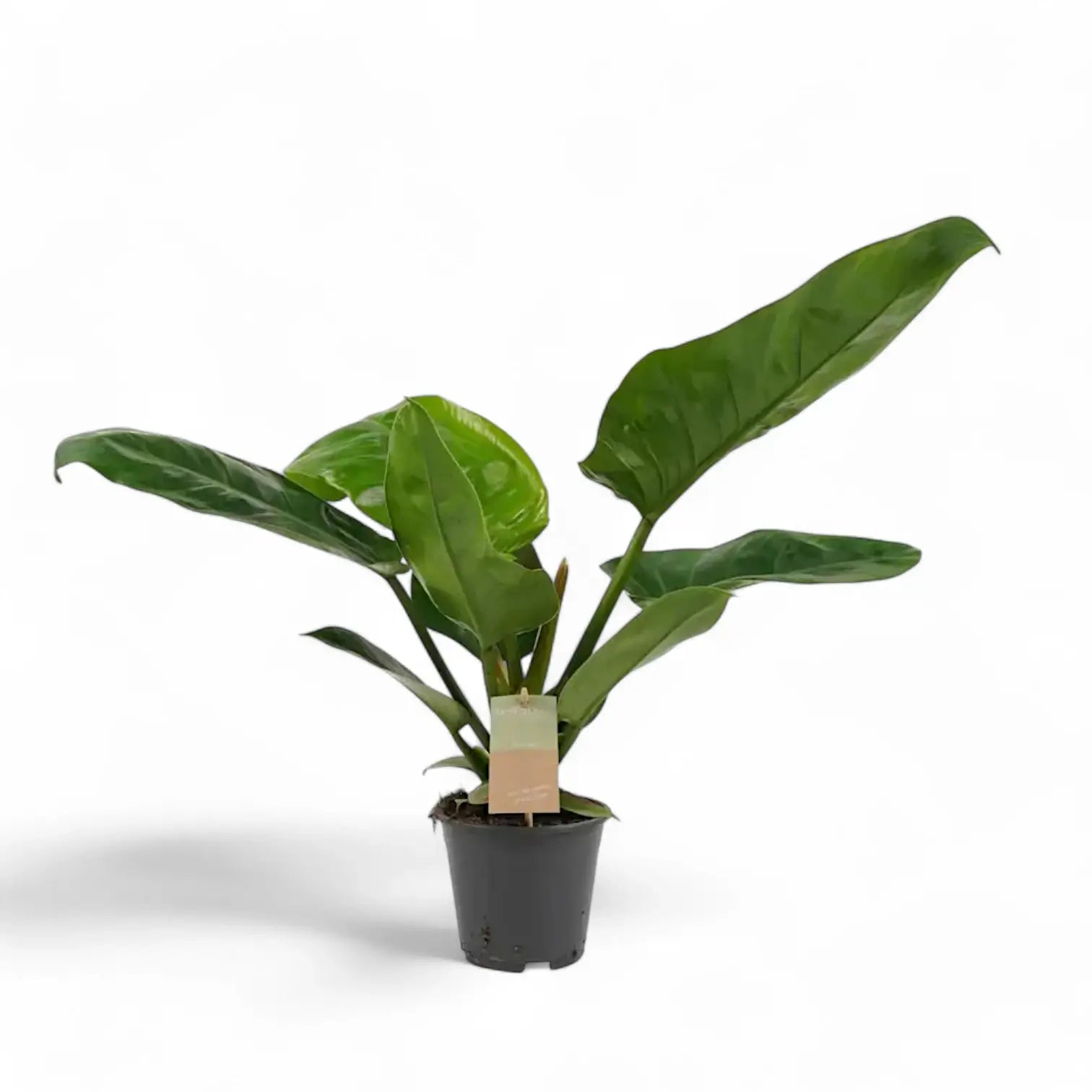 Philodendron 'Imperial Green' â Zimmerpflanze im Kulturtopf auf weiĂem Hintergrund, Produktfoto 6.