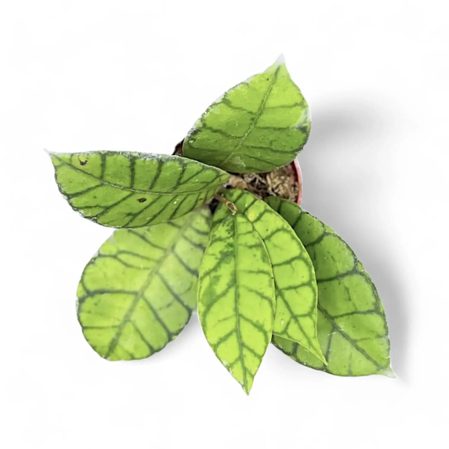 Hoya callistophylla potted houseplant in nursery pot on white background, product photo 9.