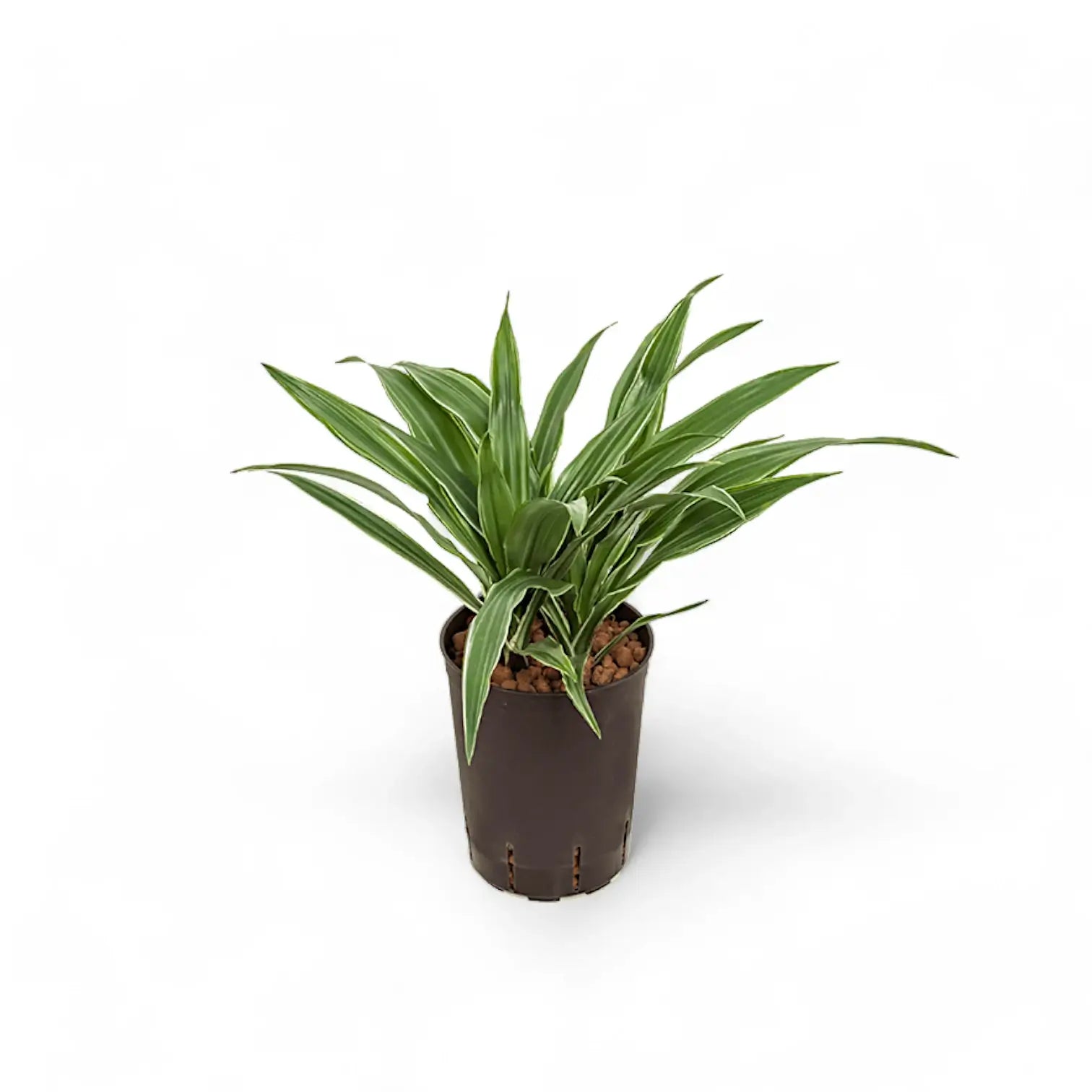 Dracaena fragrans ‘Warneckii’ – Topfpflanze im Kulturtopf vor weißem Hintergrund, Produktfoto 5.