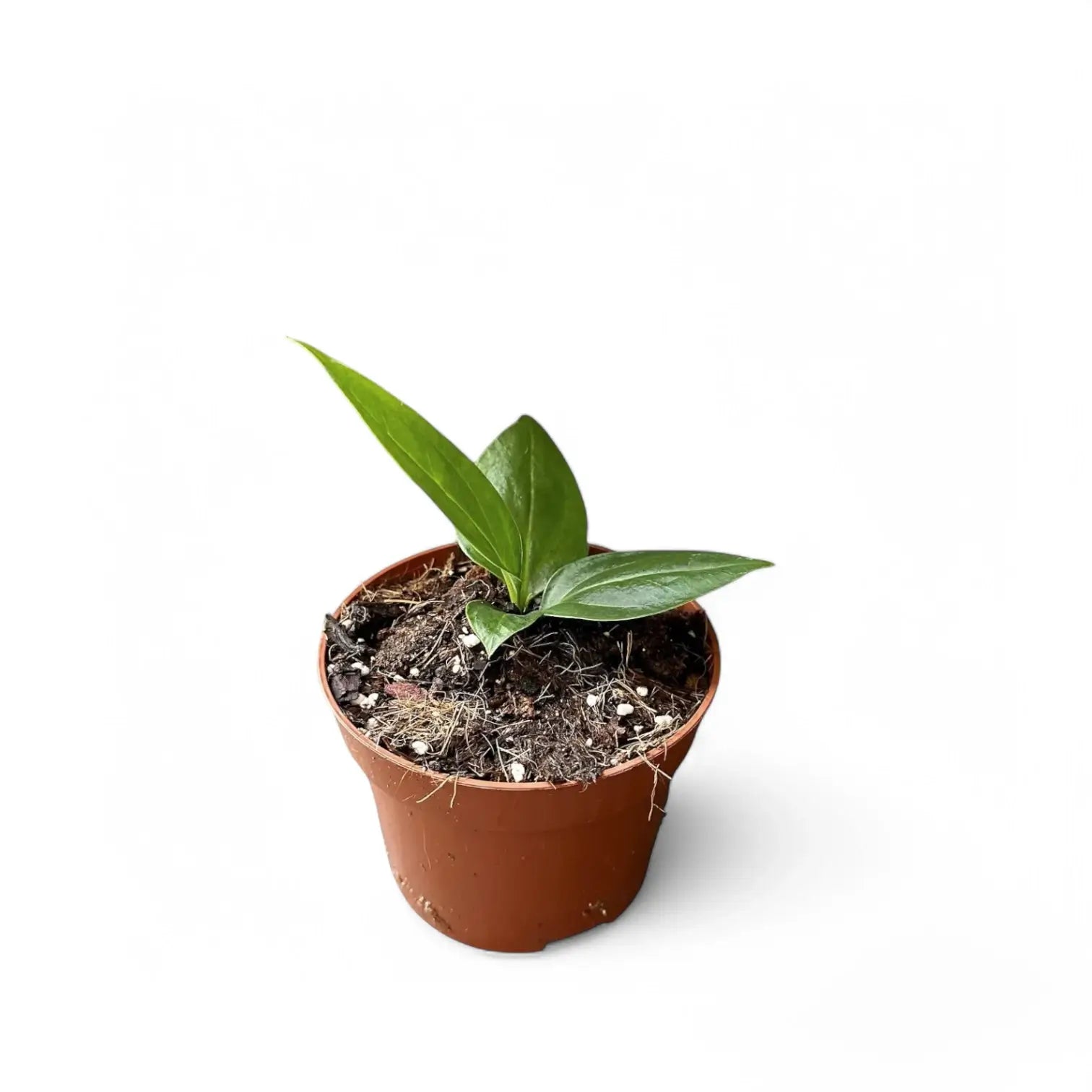 Anthurium 'Big Bill' (A. pendulifolium x cubense) – Topfpflanze im Kulturtopf vor weißem Hintergrund, Produktfoto 7.