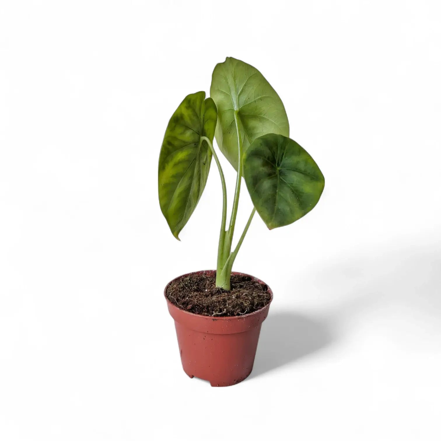 Alocasia clypeolata 'Green shield' potted houseplant in nursery pot on white background, product photo 6.