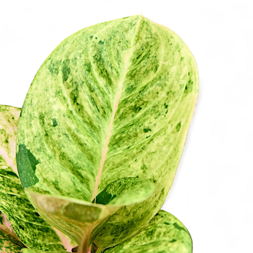 Aglaonema 'Apple Fantasy' leaf close-up on white background.
