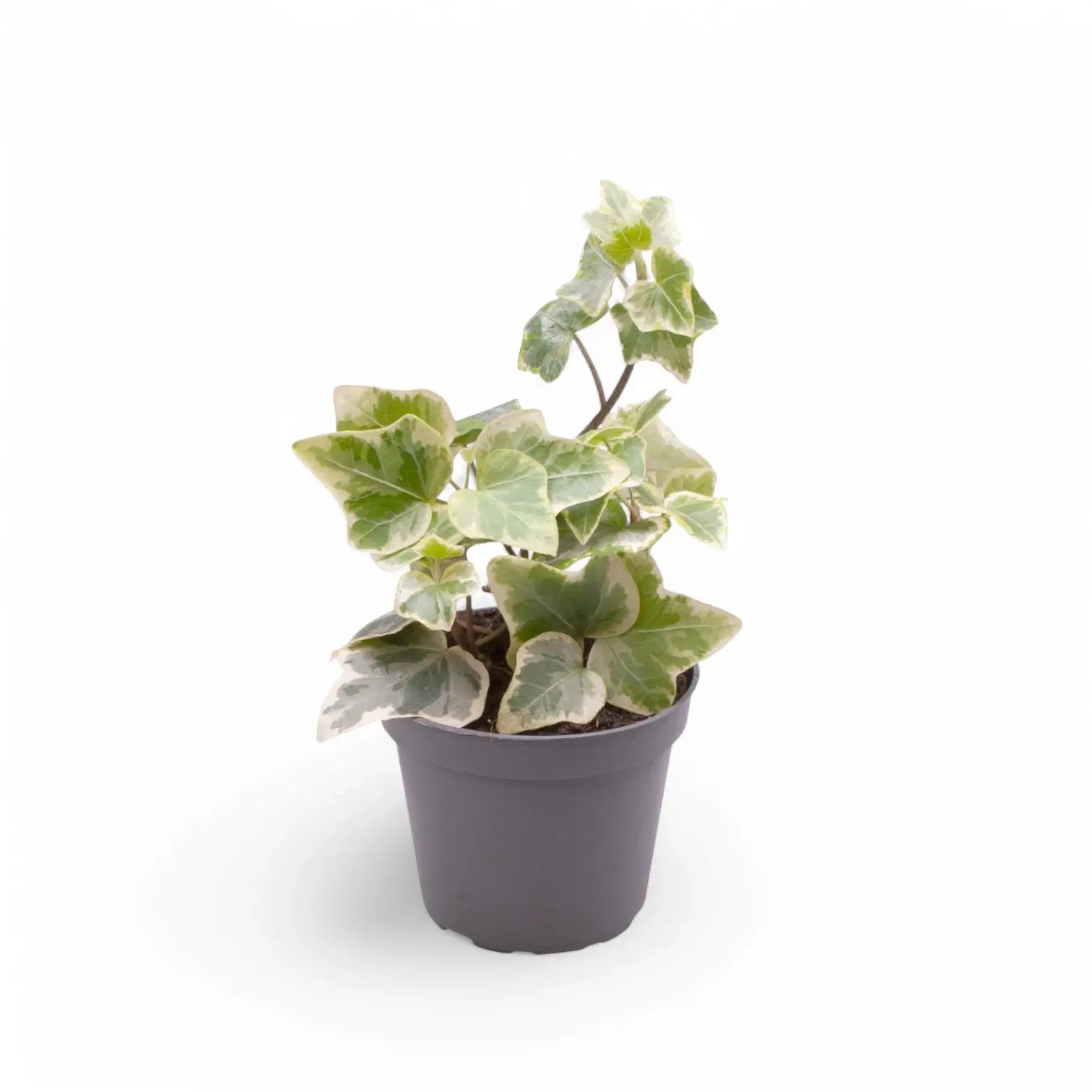 Hedera helix variegata – Zimmerpflanze im Kulturtopf auf weißem Hintergrund, Produktfoto 2.