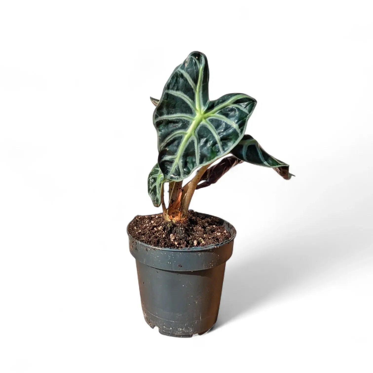 Alocasia âBalloon Heartâ â Zimmerpflanze im Kulturtopf auf weiĂem Hintergrund, Produktfoto 3.